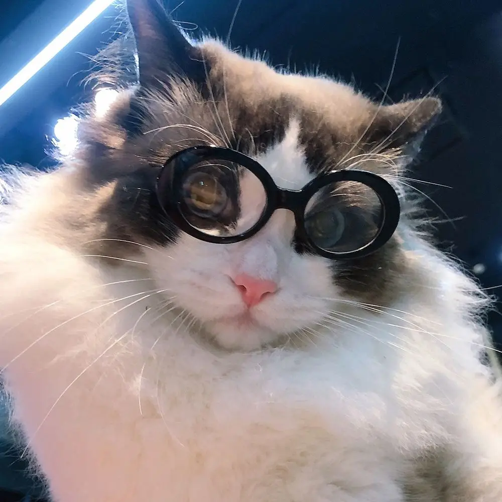 Plastic Vintage For Small Cat Pet Glasses Photos Props Pet Products Cat Eye-Wear Pets Party Decor Cat Glasses Cat Sunglasses
Plastic Vintage For Small Cat Pet Glasses Photos Props Pet Products Cat Eye-Wear Pets Party Decor Cat Glasses Cat Sunglasses