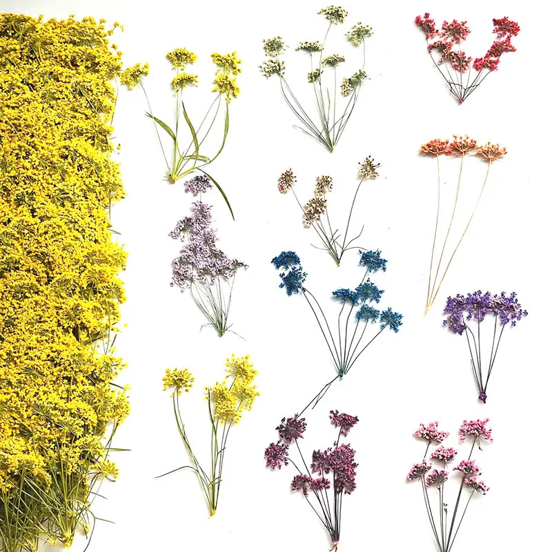 60Pcs Colorful Multi-Head Lace Flowers with Stems, Pressed Snowdrop Dried Flowers, Plant Specimens, Pressed Flower Specimens, Resin Phone Case Real Flowers, Handmade DIY Materials, Dried Pressed Flowers, Multi-Head Lac
60Pcs Colorful Multi-Head Lace Flowers with Stems, Pressed Snowdrop Dried Flowers, Plant Specimens, Pressed Flower Specimens, Resin Phone Case Real Flowers, Handmade DIY Materials, Dried Pressed Flowers, Multi-Head Lac
