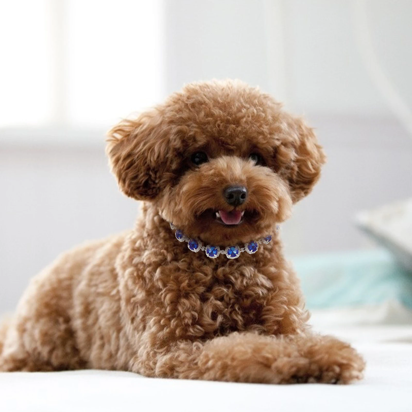 Pet Necklace Decorative Dog Collar Small Puppy Kitten Blue Satellite Stone Silver Plated Comfort Smooth Party Holiday Birthday
Pet Necklace Decorative Dog Collar Small Puppy Kitten Blue Satellite Stone Silver Plated Comfort Smooth Party Holiday Birthday