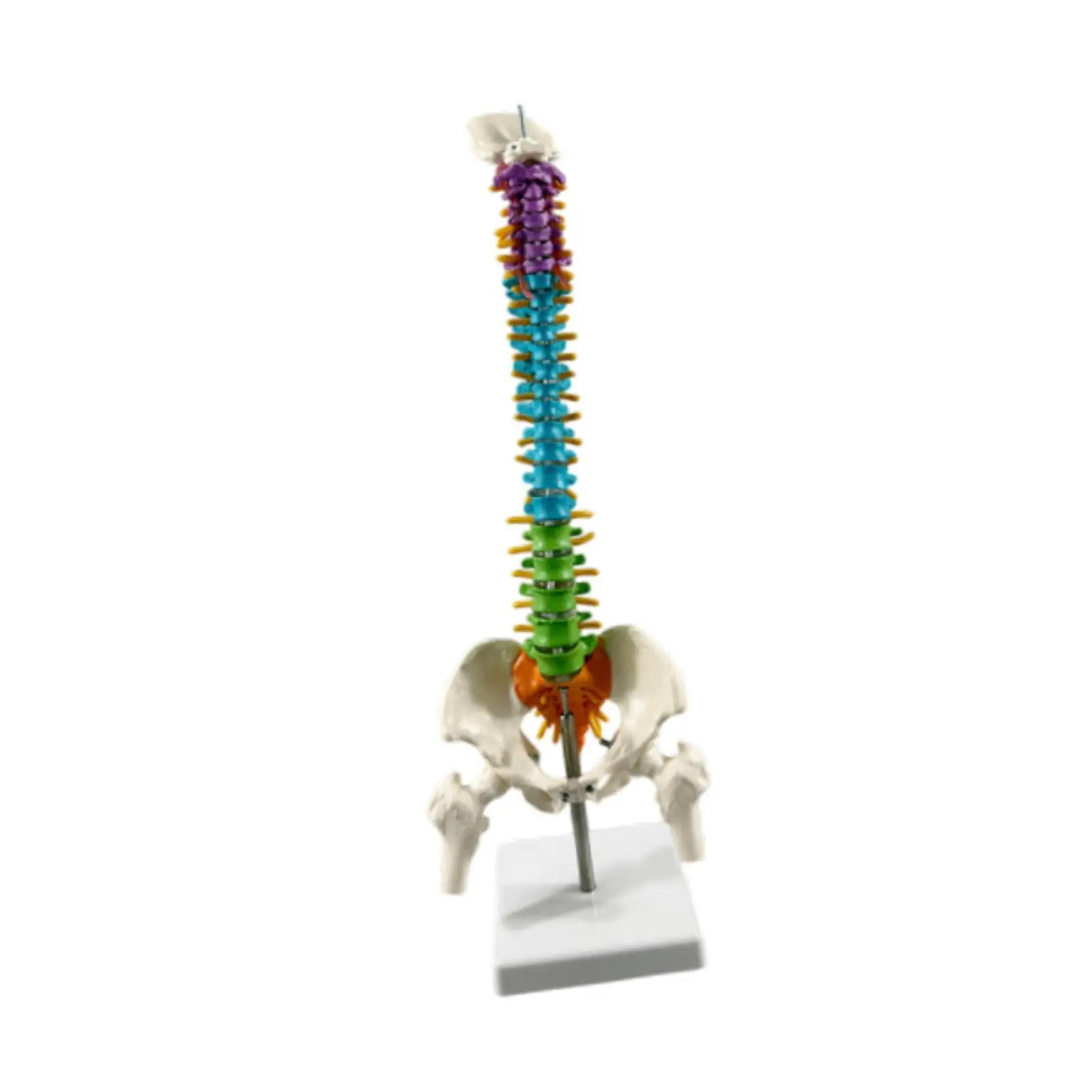Human Spine Model with Stand Spine Skeleton Flexible for Teaching Supplies Demonstration Biology Class Classroom School Study
Human Spine Model with Stand Spine Skeleton Flexible for Teaching Supplies Demonstration Biology Class Classroom School Study