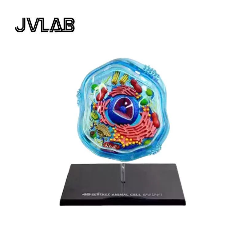 4D Cell Model DIY Assembly Kit - Animal Plant Science STEM Toy, Biology Learning Gift for Kids JVLAB
4D Cell Model DIY Assembly Kit - Animal Plant Science STEM Toy, Biology Learning Gift for Kids JVLAB