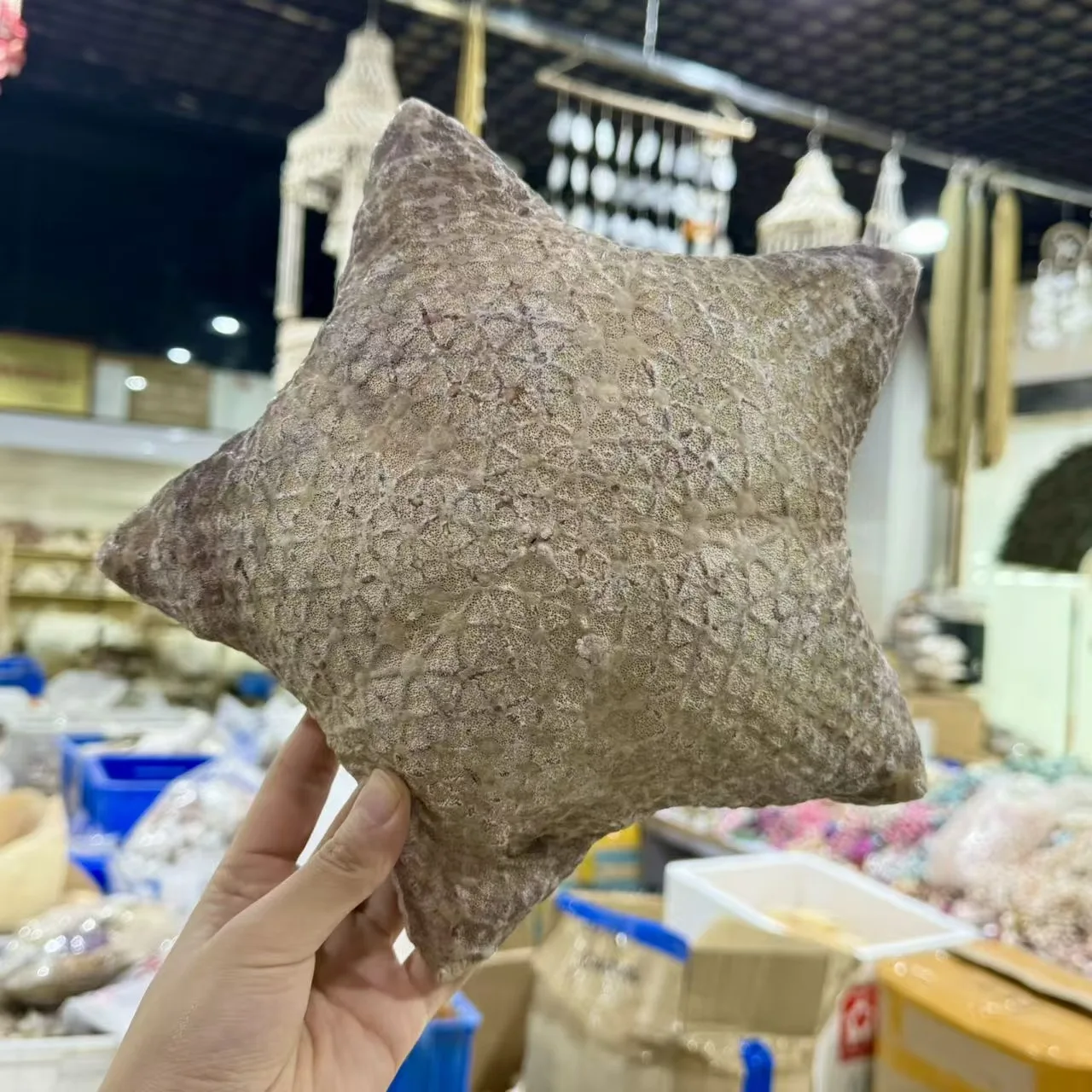 Natural Sea Star Wall Hanging Decor, Handmade Beach Ornament, Shell Craft Pendant, Specimen Collection,Culcita novaeguineae
Natural Sea Star Wall Hanging Decor, Handmade Beach Ornament, Shell Craft Pendant, Specimen Collection,Culcita novaeguineae