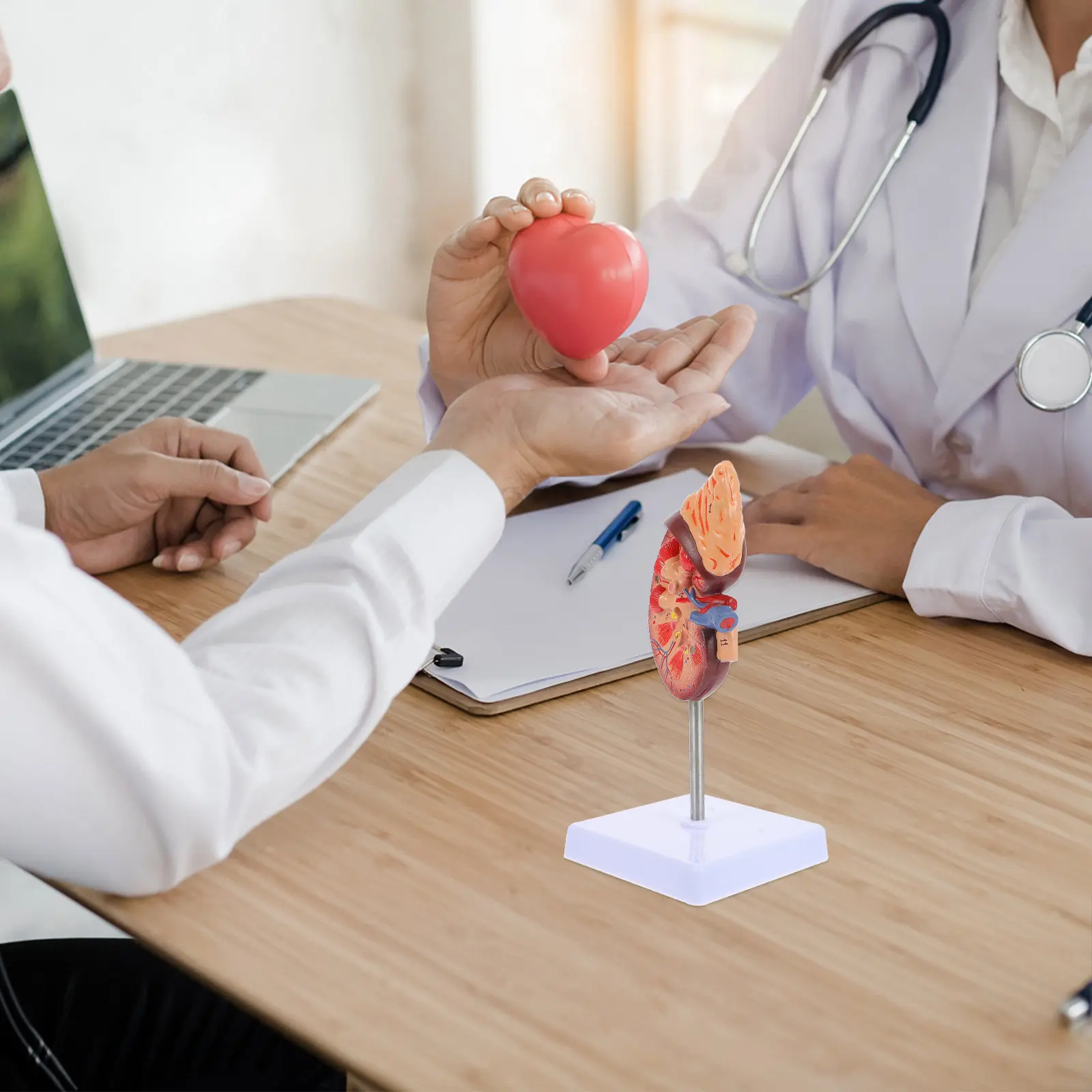 Human Kidney 2 Parts Anatomical Study Teaching Display Removable Biology Education Prop Anatomy
Human Kidney 2 Parts Anatomical Study Teaching Display Removable Biology Education Prop Anatomy