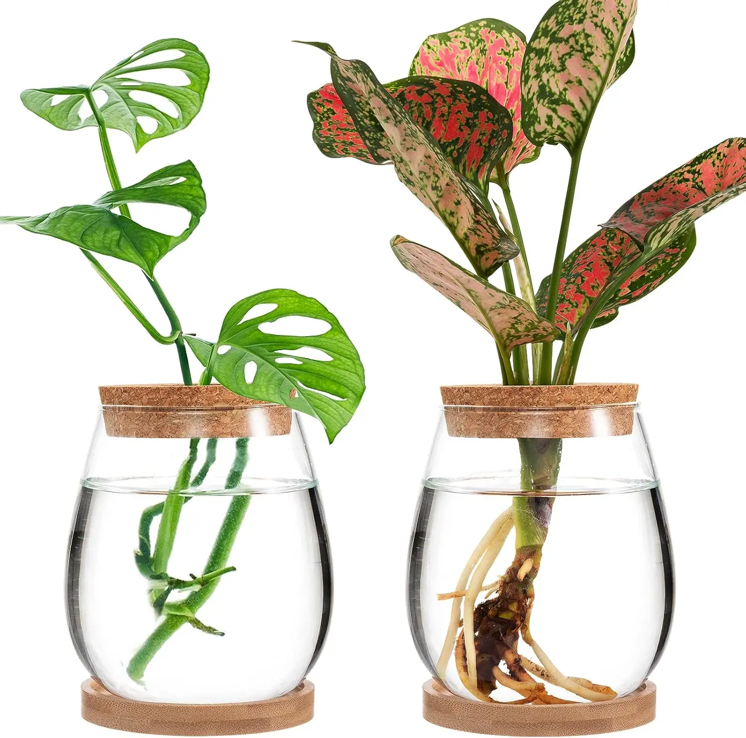 2Pcs Desktop Glass Hydroponic Vases - Plant Propagation Station with Bamboo Trays, Gardening Gift for Plant Lovers
2Pcs Desktop Glass Hydroponic Vases - Plant Propagation Station with Bamboo Trays, Gardening Gift for Plant Lovers