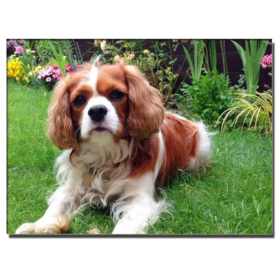 Набор для алмазной вышивки, картина из 5D страз, cavalier king spaniel, мозаика, вышивка, домашнее украшение
Набор для алмазной вышивки, картина из 5D страз, cavalier king spaniel, мозаика, вышивка, домашнее украшение