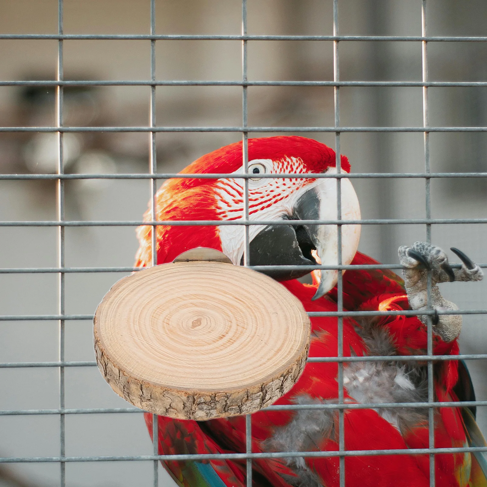 1Set Solid Wood Parrot Perch Stand Multi Branch Bird Activity Platform for Parakeet and Large Parrots Natural Habitat Simulation
1Set Solid Wood Parrot Perch Stand Multi Branch Bird Activity Platform for Parakeet and Large Parrots Natural Habitat Simulation