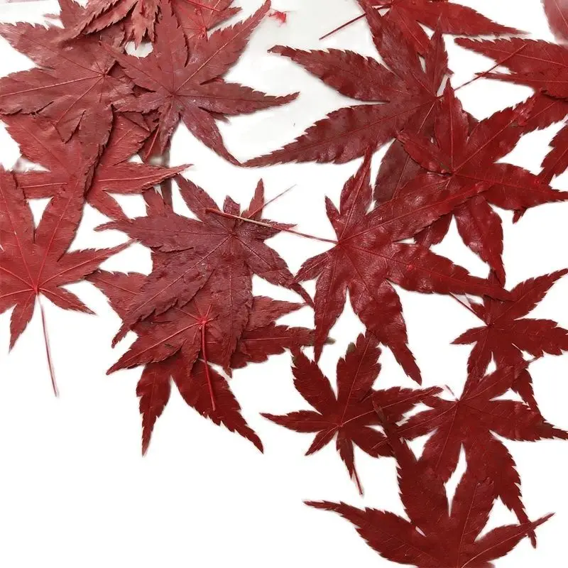 Dried Flower Arrangements for Home, Dye Red Maple, Christmas Decorations, Free Shipping, 1000 Pcs
Dried Flower Arrangements for Home, Dye Red Maple, Christmas Decorations, Free Shipping, 1000 Pcs