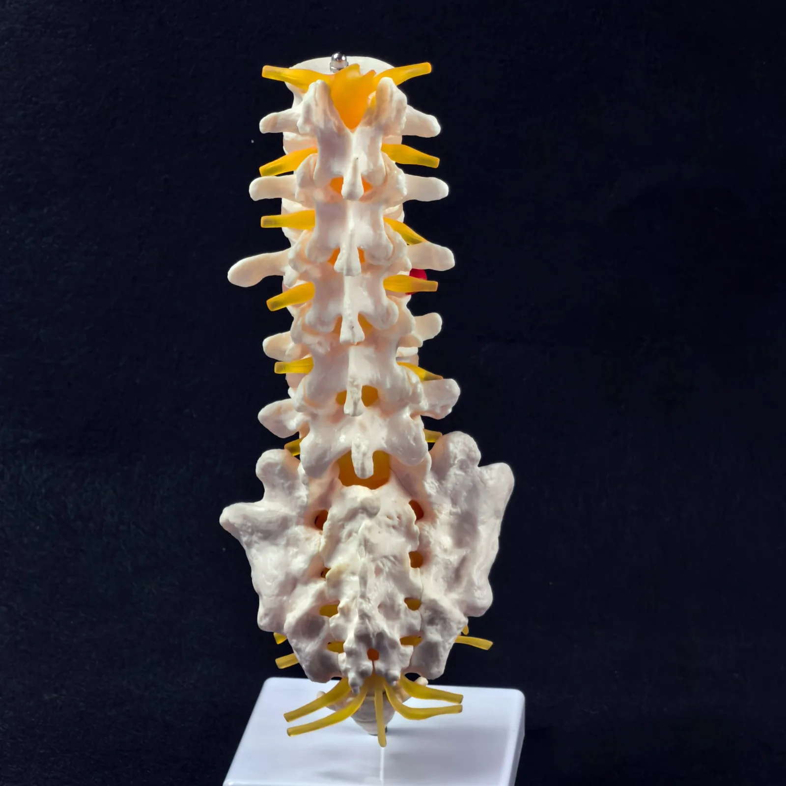 ПВХ человеческий поясничный отдел позвоночника, структура цельного позвонка, межпозвонковый диск, модель сустава, обучающее пособие, образование
ПВХ человеческий поясничный отдел позвоночника, структура цельного позвонка, межпозвонковый диск, модель сустава, обучающее пособие, образование