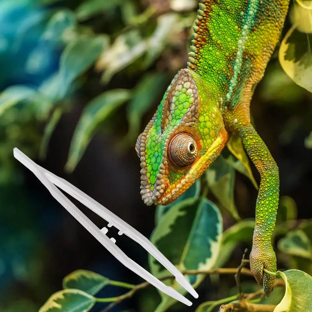 Washable for Lizard Snake Anti-static Reptile Feeding Tweezer Straight Tweezer Animal Feeder Clamp Tortoise Feeding Tongs
Washable for Lizard Snake Anti-static Reptile Feeding Tweezer Straight Tweezer Animal Feeder Clamp Tortoise Feeding Tongs