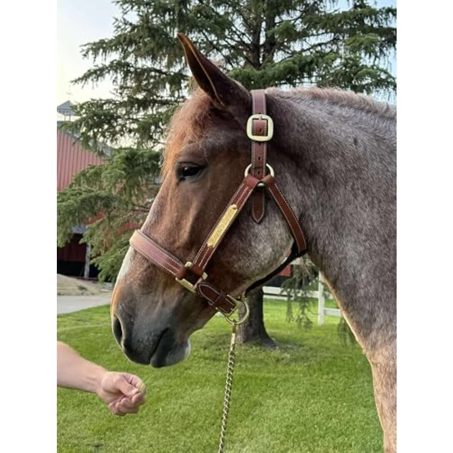 Draft horse halter for outdoor use genuine leather brown extra-strong 1.25 wide strap with reinforced stitching
Draft horse halter for outdoor use genuine leather brown extra-strong 1.25 wide strap with reinforced stitching