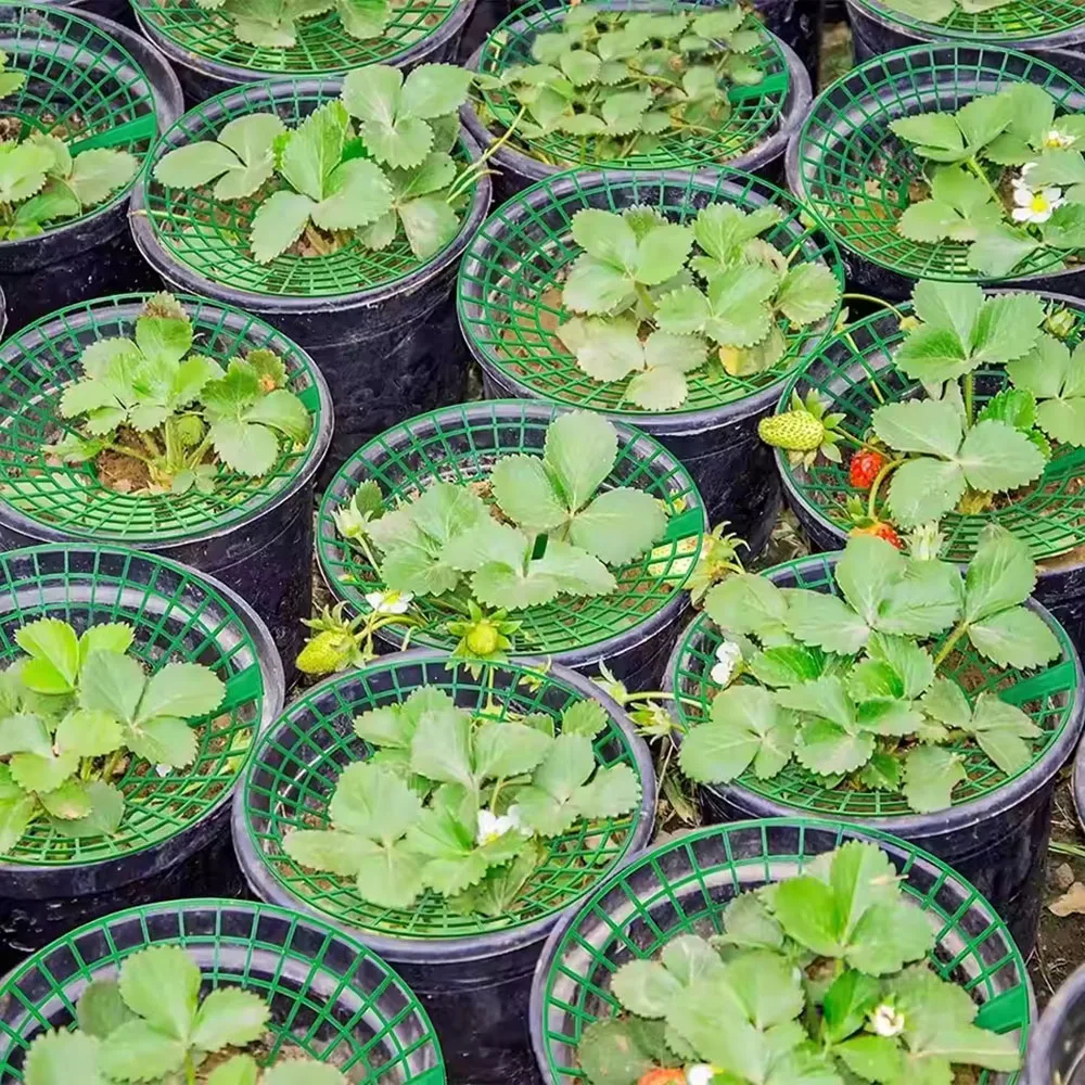 5-20 шт. опоры для клубничных растений с 3 прочными ножками, стойки для выращивания клубники, защитная рамка, держатель, клетка от плесени, грязевая грязь
5-20 шт. опоры для клубничных растений с 3 прочными ножками, стойки для выращивания клубники, защитная рамка, держатель, клетка от плесени, грязевая грязь