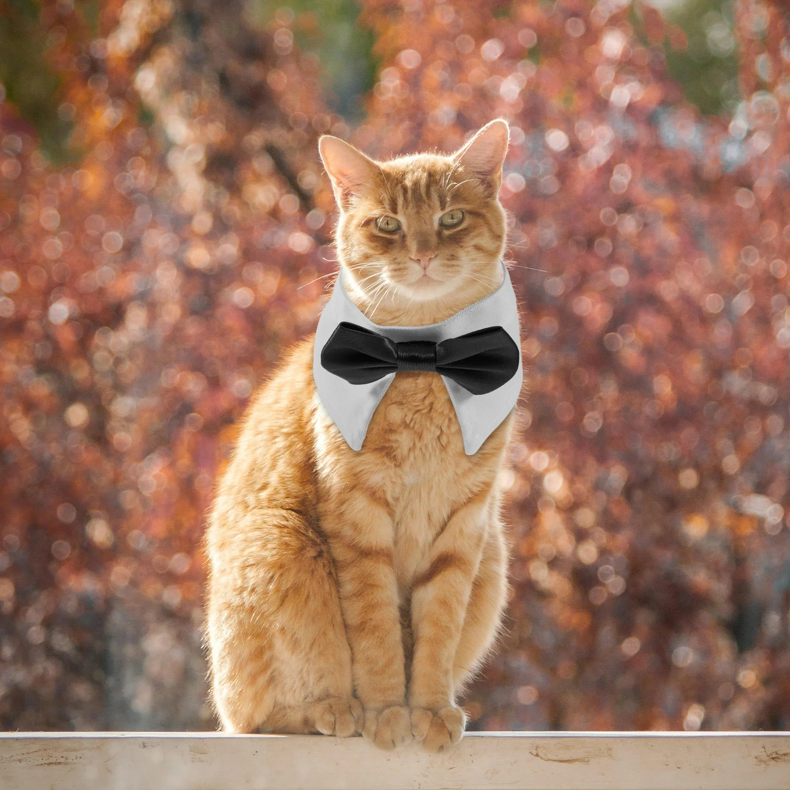 Pet Collar Bow Tie for Dogs Cats Adjustable S Size Lightweight Formal Wear Birthday Gift Cartoon Dog Cat Supply
Pet Collar Bow Tie for Dogs Cats Adjustable S Size Lightweight Formal Wear Birthday Gift Cartoon Dog Cat Supply