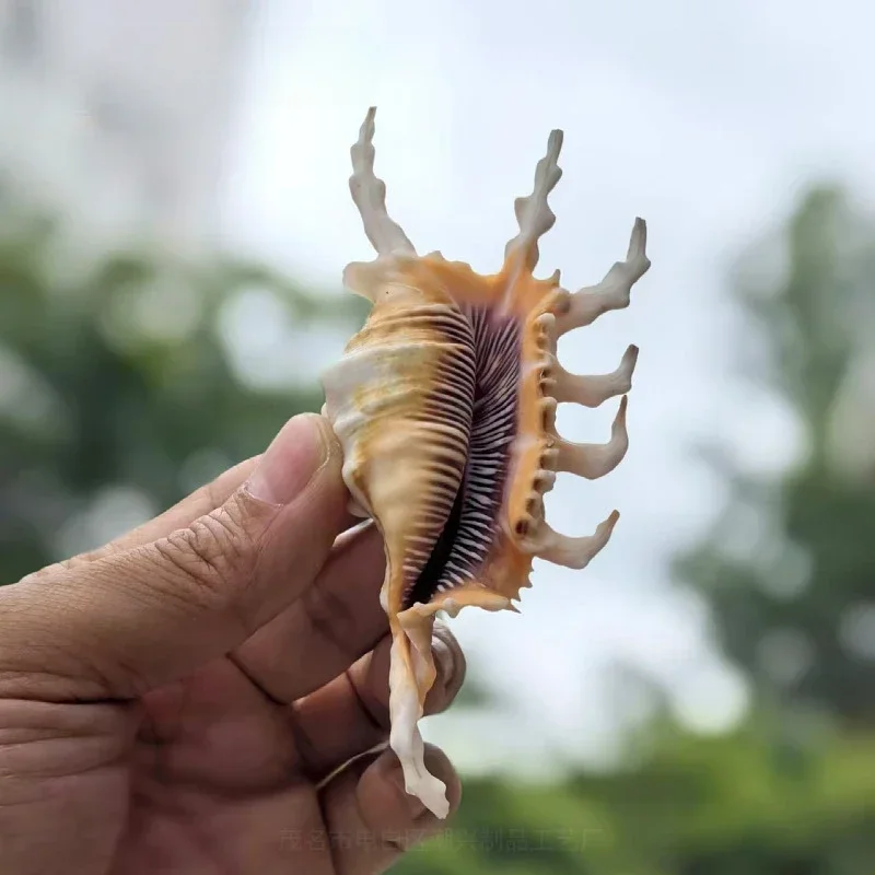 5 Pcs Natural Scorpion Shell Seashell Rare Sea Shells Home Decoration Accessories Aquarium Decoration Shell Decoration Crafts
5 Pcs Natural Scorpion Shell Seashell Rare Sea Shells Home Decoration Accessories Aquarium Decoration Shell Decoration Crafts
