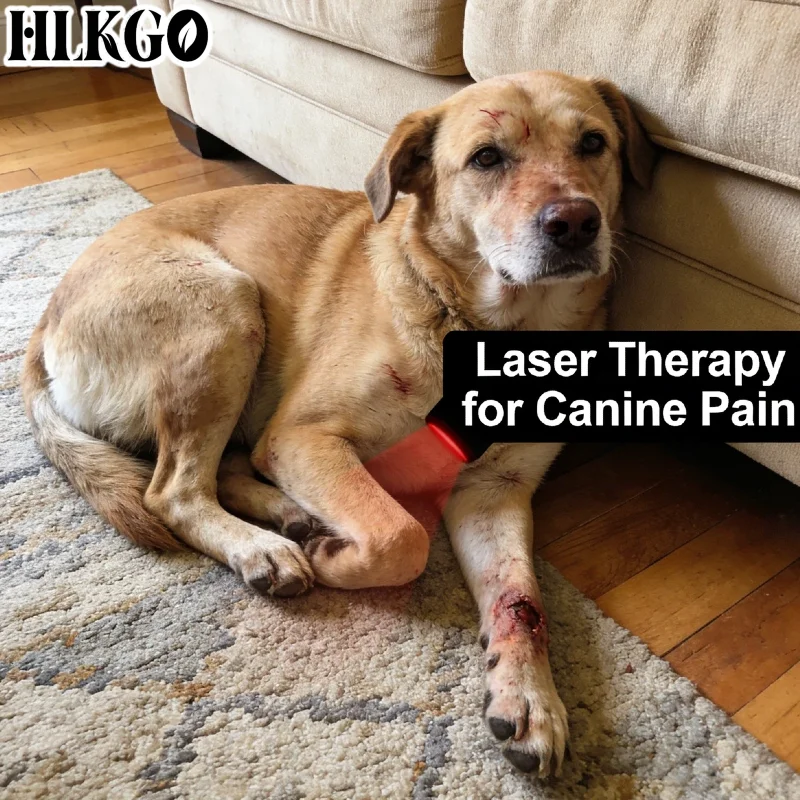 Портативный лазерный терапевтический аппарат для лошадей, 25 диодов, для снятия боли в мышцах лошадей, ветеринарное оборудование для лечения артрита суставов
Портативный лазерный терапевтический аппарат для лошадей, 25 диодов, для снятия боли в мышцах лошадей, ветеринарное оборудование для лечения артрита суставов