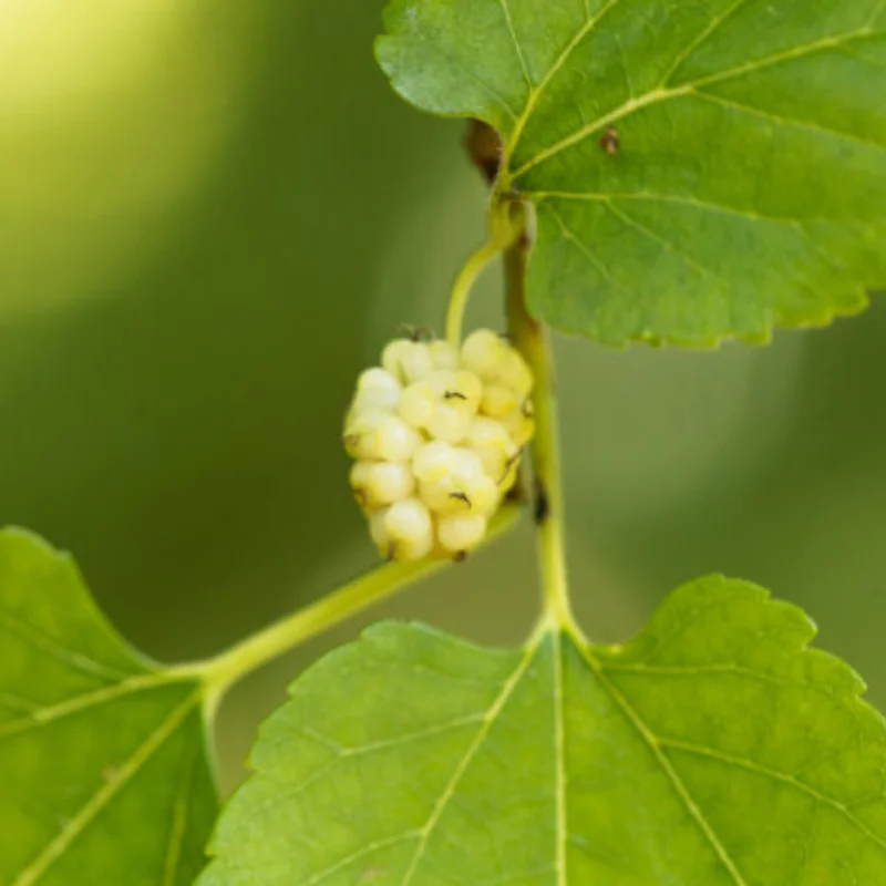 MJX Hyper Go H16 16207 16208 16209 16210 14209 14210 14301 Стальная шестерня двигателя 14T 19T 22T 26T Детали для обновления радиоуправляемого автомобиля Аксессуары
MJX Hyper Go H16 16207 16208 16209 16210 14209 14210 14301 Стальная шестерня двигателя 14T 19T 22T 26T Детали для обновления радиоуправляемого автомобиля Аксессуары