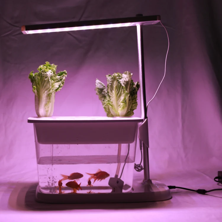 Smart Culture Mini Aquaponic Desktop Aquarium With LED Grow Lamps Fish Tank Symbiosis For Farmland Bloom Application
Smart Culture Mini Aquaponic Desktop Aquarium With LED Grow Lamps Fish Tank Symbiosis For Farmland Bloom Application