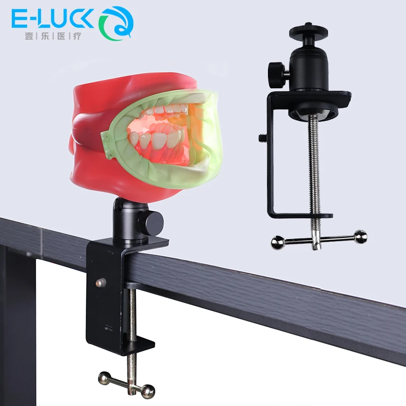 C-Shaped Clip Desk Table Mount Clamp Dental Teeth Model Stand Holder Table Light Bracket For Teeth Studying Studying Model
C-Shaped Clip Desk Table Mount Clamp Dental Teeth Model Stand Holder Table Light Bracket For Teeth Studying Studying Model