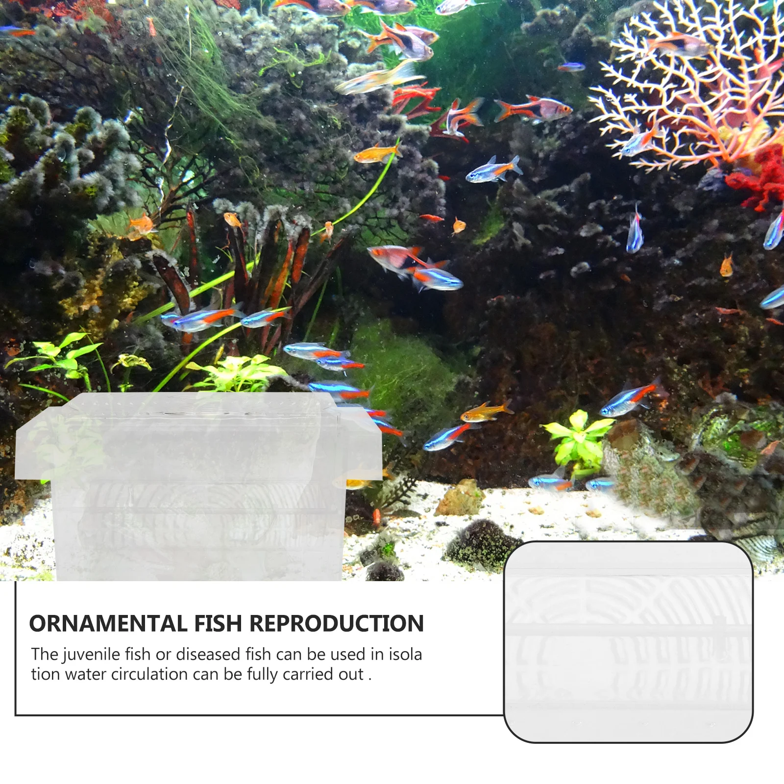 1Pcs Aquarium Fish Tank Supplies Isolation Box High-Quality Wear-Resistant Clear Look Design Easy Install Use Durable
1Pcs Aquarium Fish Tank Supplies Isolation Box High-Quality Wear-Resistant Clear Look Design Easy Install Use Durable