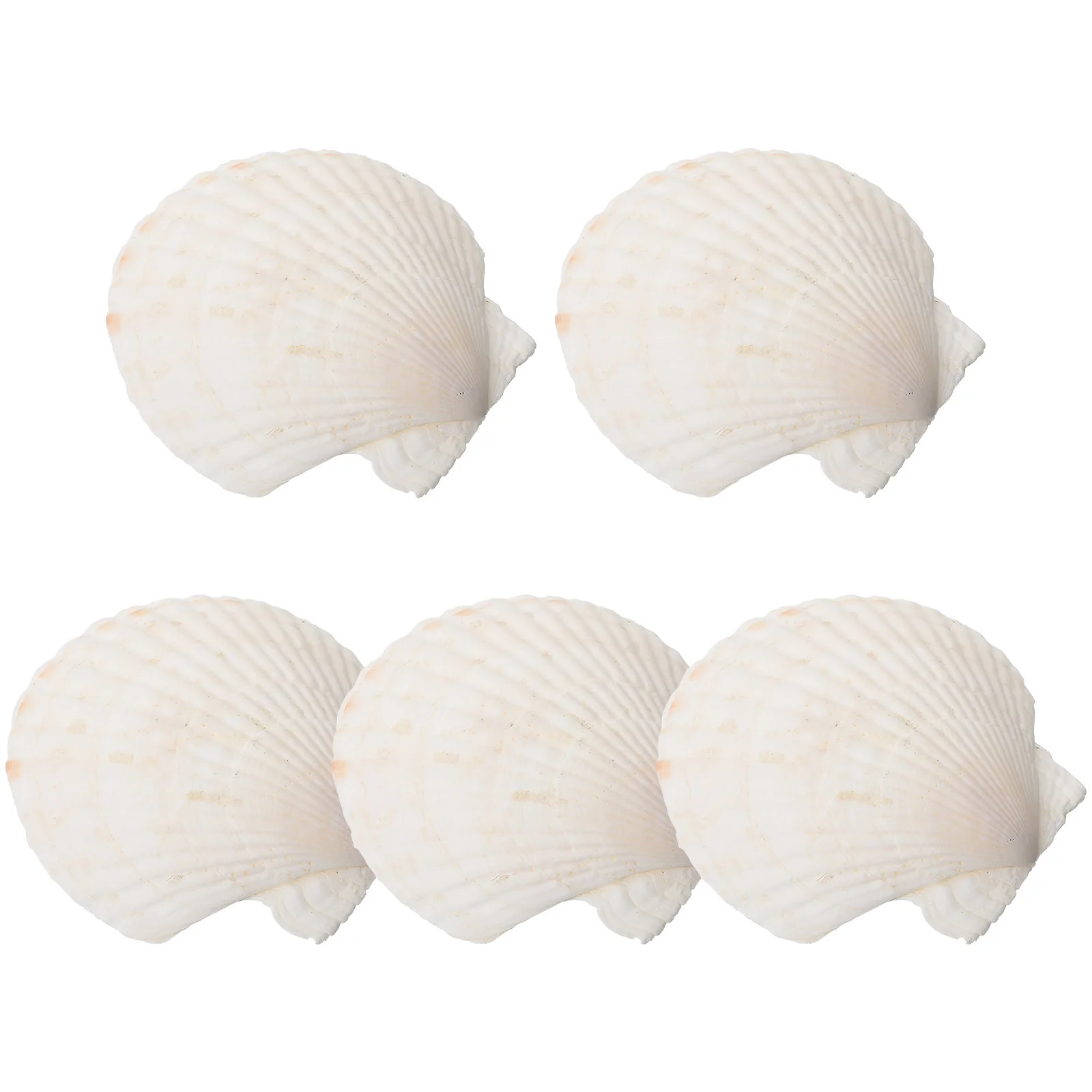 5 Pcs Shell Storage Tray Decorative Trays Bathroom Vanity Ring Trinket Dish Jewelry Dishes Organizer
5 Pcs Shell Storage Tray Decorative Trays Bathroom Vanity Ring Trinket Dish Jewelry Dishes Organizer