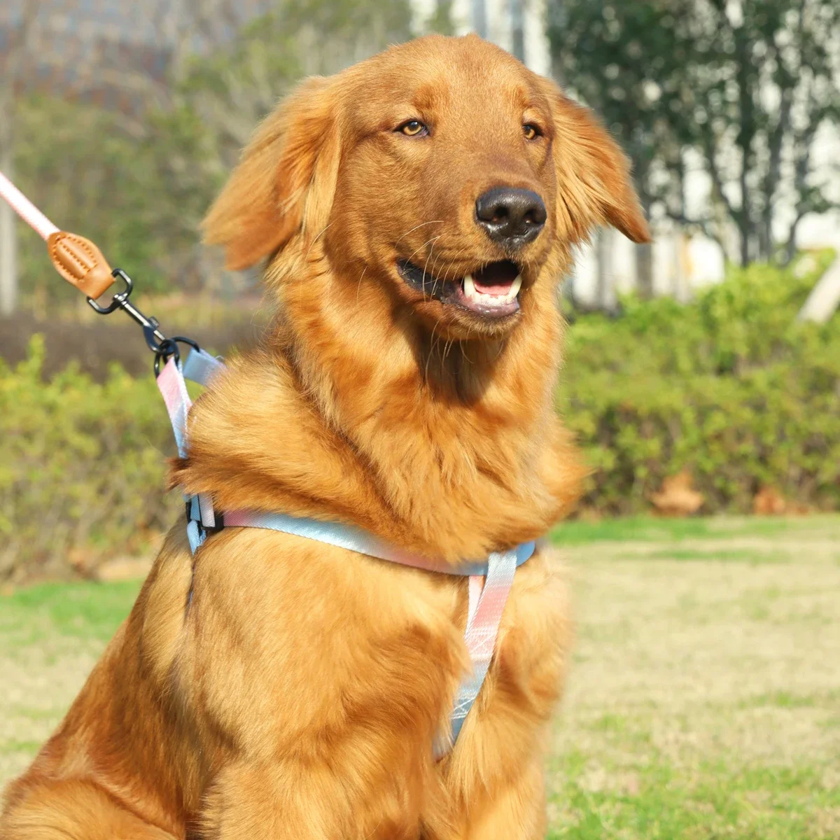 A set of colorful pet harness with leash and dog leash for indoor and outdoor use
A set of colorful pet harness with leash and dog leash for indoor and outdoor use