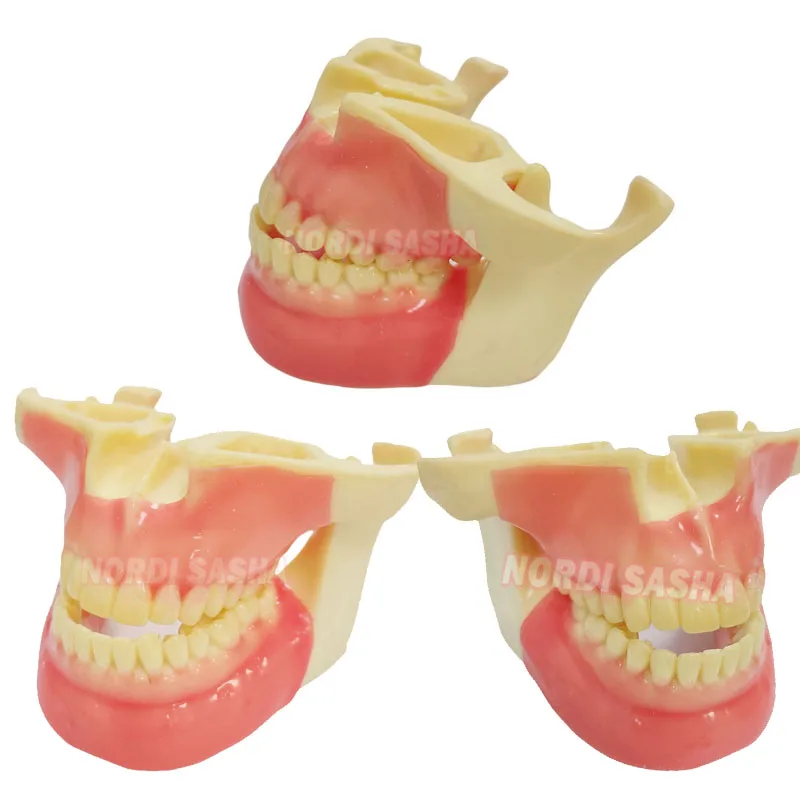 1Pcs/Box Dental Implant Practice Teeth Model Dental Anchorage Nail Practice Tooth Model Oral Teaching Demonstration Model
1Pcs/Box Dental Implant Practice Teeth Model Dental Anchorage Nail Practice Tooth Model Oral Teaching Demonstration Model