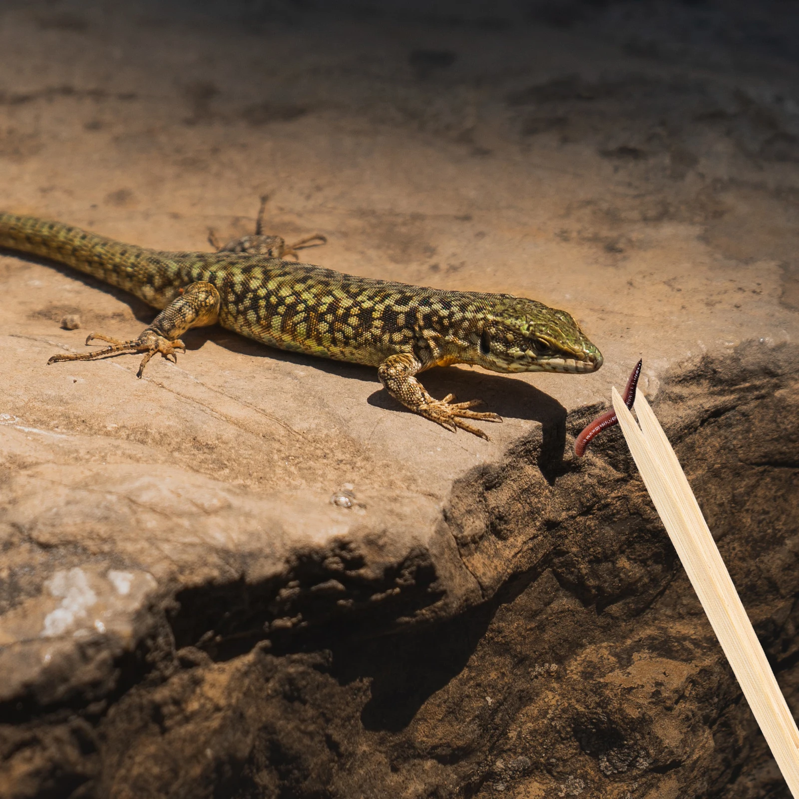 Bamboo Reptile Feeding Tongs Lightweight Non-Skid For Crawling Pets Food Handling Lizards Turtles Terrarium Pet Accessory
Bamboo Reptile Feeding Tongs Lightweight Non-Skid For Crawling Pets Food Handling Lizards Turtles Terrarium Pet Accessory