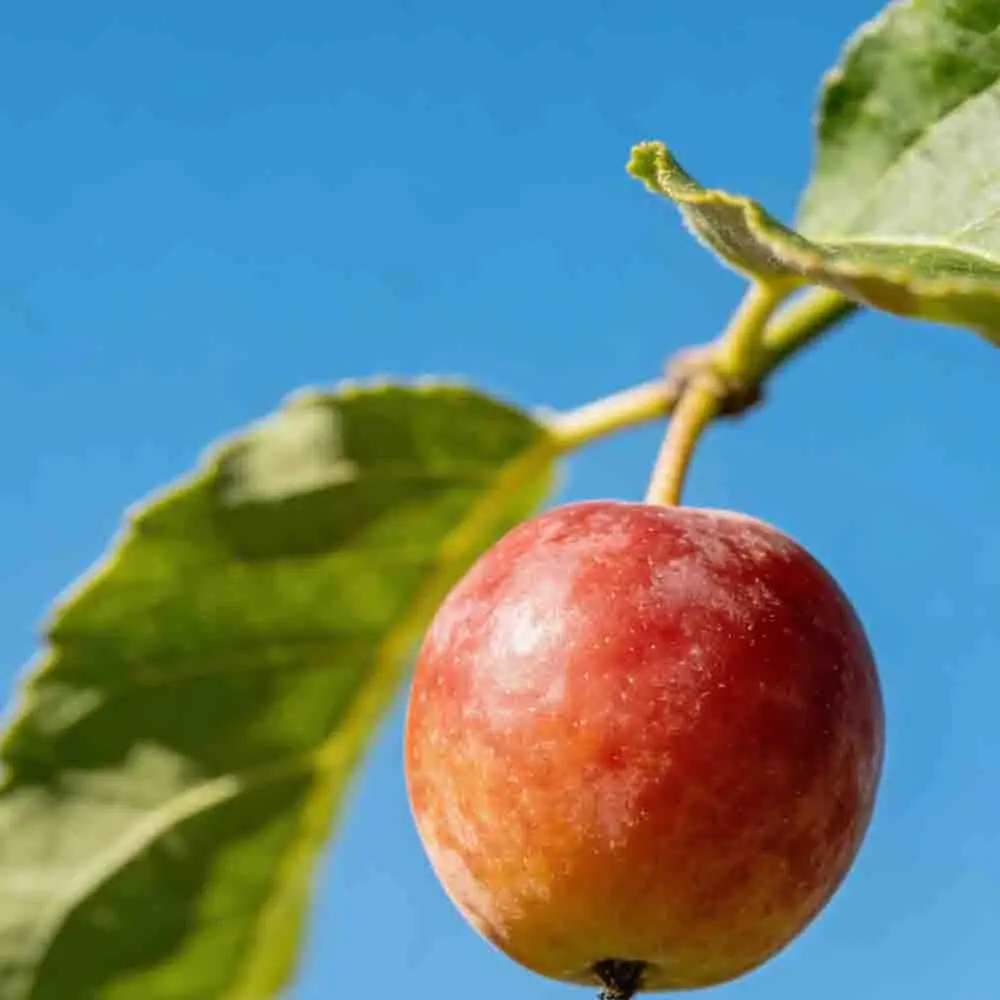 Бесколлекторный двигатель HobbyWing QuicRun Outer 3530 SL 1700KV 2200KV для радиоуправляемых моделей автомобилей 1/10 и 1/12
Бесколлекторный двигатель HobbyWing QuicRun Outer 3530 SL 1700KV 2200KV для радиоуправляемых моделей автомобилей 1/10 и 1/12