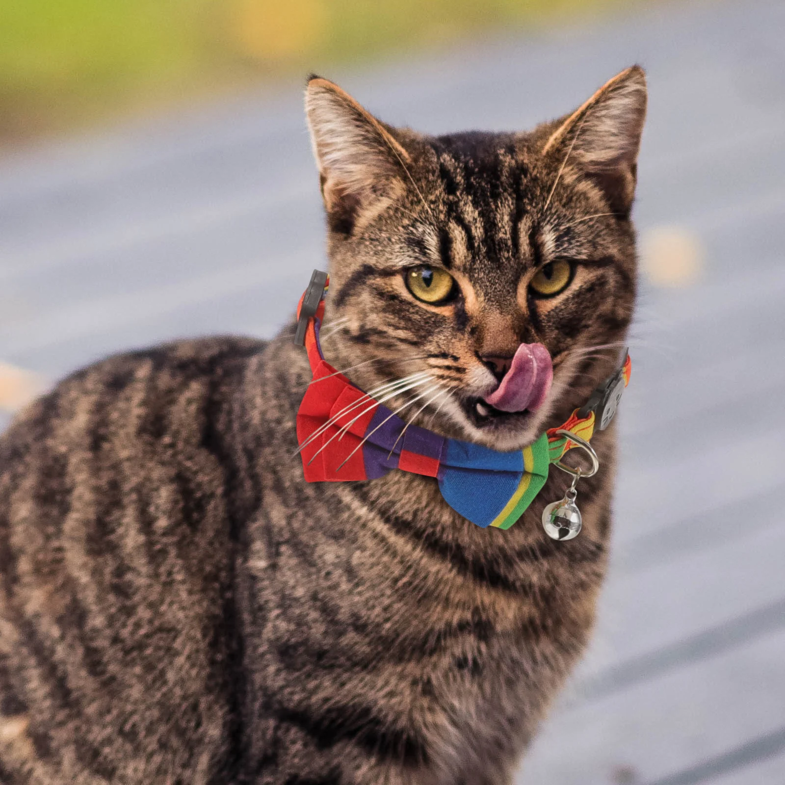 Rainbow Bow Collar for Cats Dogs Adjustable Necklace Colorful Cloth Bowties Small Dog Collars Party Thick Holiday Puppy
Rainbow Bow Collar for Cats Dogs Adjustable Necklace Colorful Cloth Bowties Small Dog Collars Party Thick Holiday Puppy