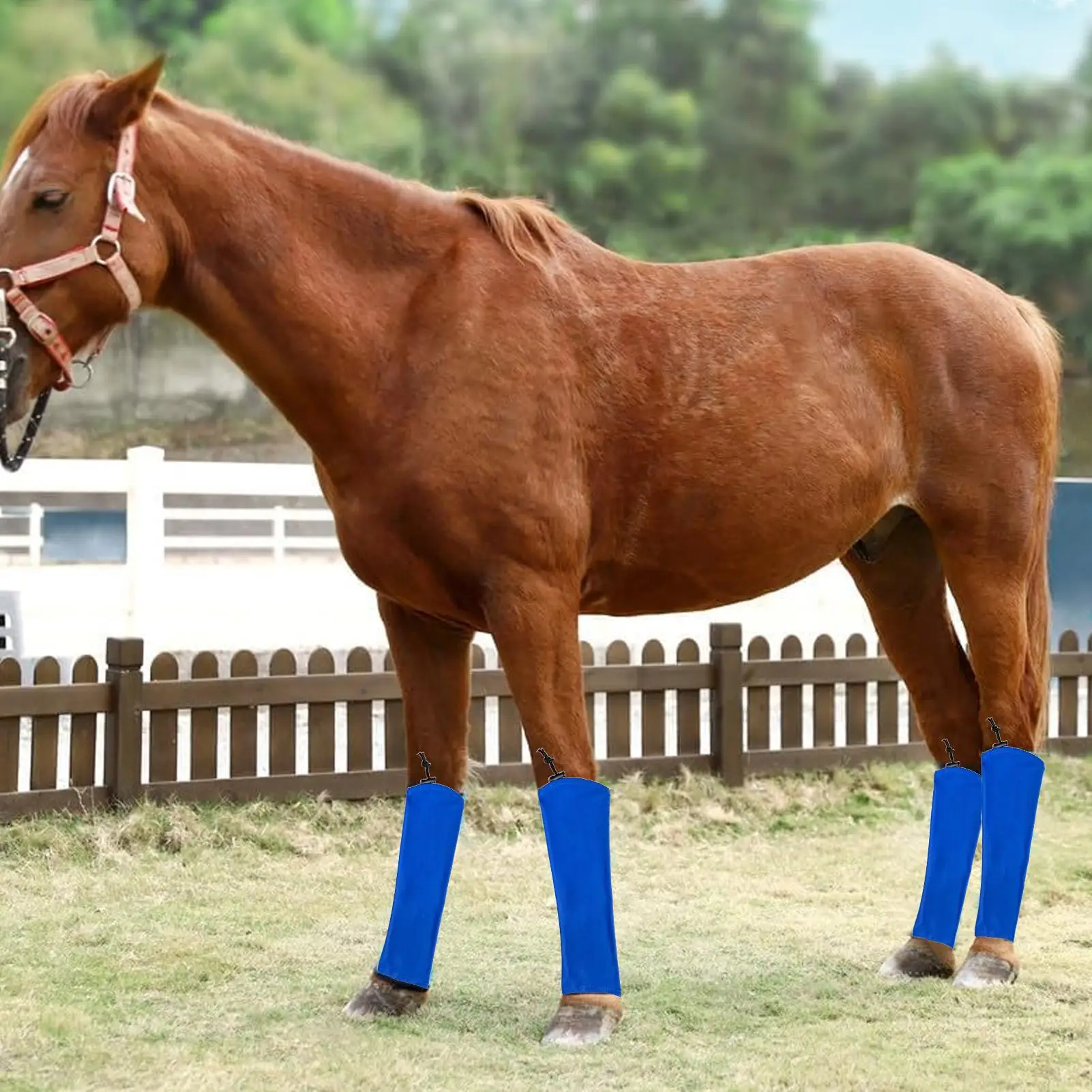 Носки для лошадей, вентилируемые леггинсы для лошадей, регулируемые сапоги для лошадей для переворота, стабильные гоночные прыжковые соревнования
Носки для лошадей, вентилируемые леггинсы для лошадей, регулируемые сапоги для лошадей для переворота, стабильные гоночные прыжковые соревнования