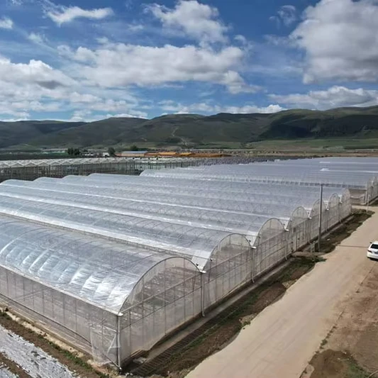 Customized greenhouseGood Quality and Easily Installed Grow Greenhouse Complete Multi-Span Agricultural/Commercial Green House T
Customized greenhouseGood Quality and Easily Installed Grow Greenhouse Complete Multi-Span Agricultural/Commercial Green House T