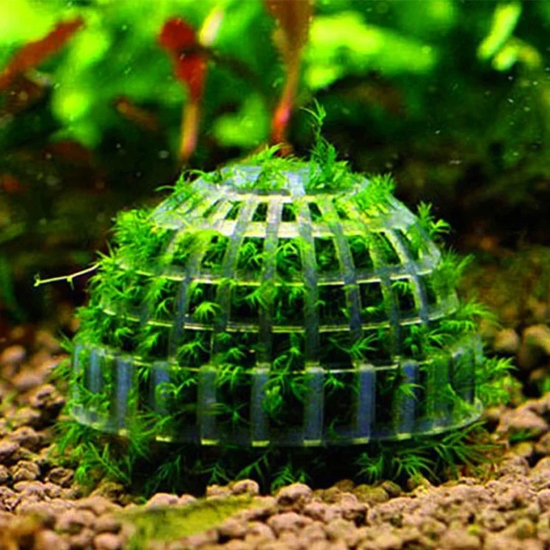 2pc Aquarium Landscape Hemisphere, Moss Mold Aquarium Landscape Aquarium Water Filtration Device Aquarium black lilly pipe
2pc Aquarium Landscape Hemisphere, Moss Mold Aquarium Landscape Aquarium Water Filtration Device Aquarium black lilly pipe