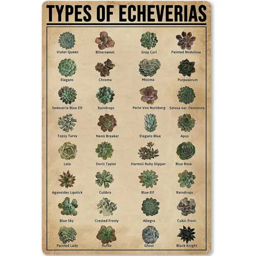 Металл оловянные знаки типы знаний Echeveria плакат растение Инфографика магазин ферма
Металл оловянные знаки типы знаний Echeveria плакат растение Инфографика магазин ферма