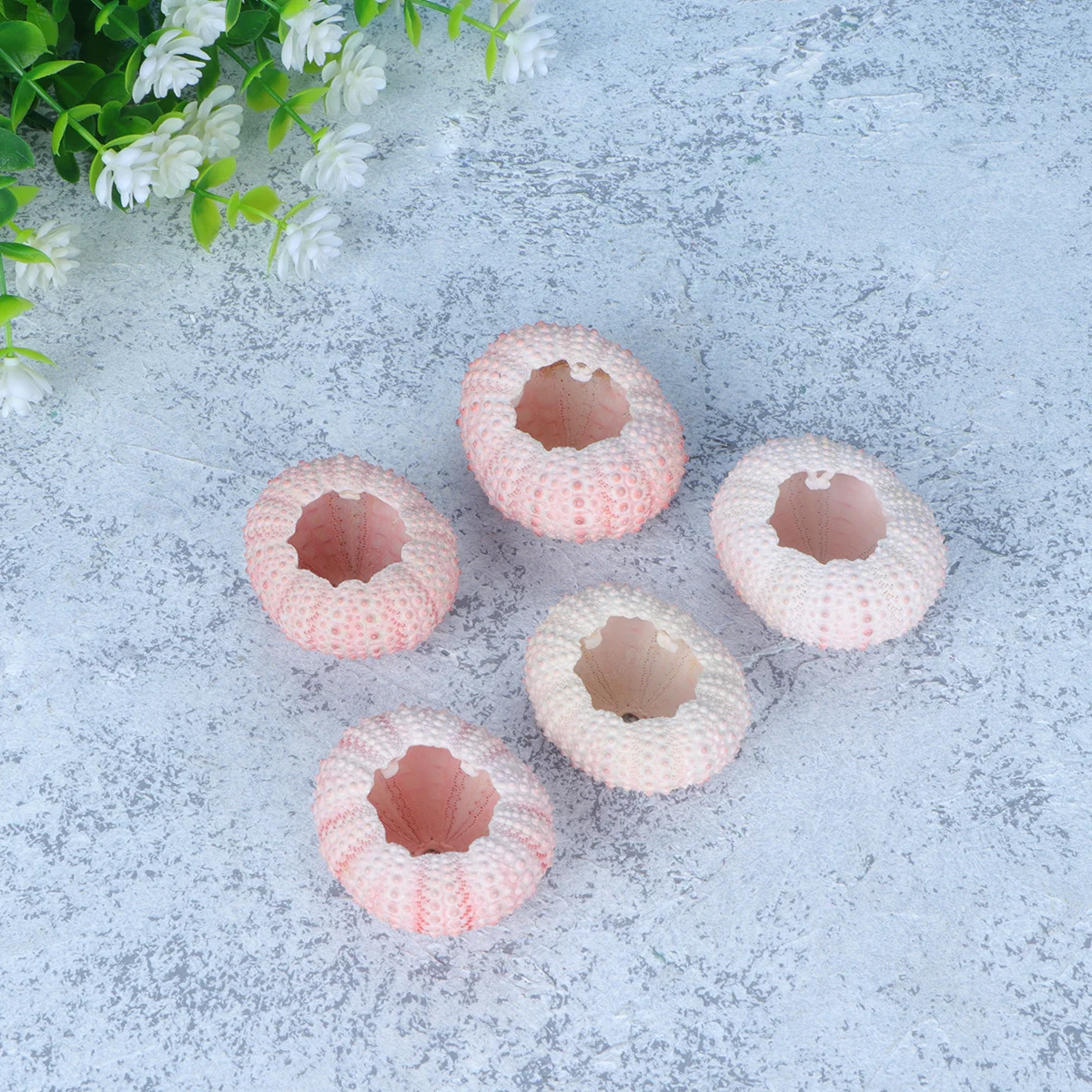 6Pcs Natural Sea Urchin Shells 3-4cm DIY Air Plant Pots Tillandsia Containers Handmade Plant Holders Sea Urchin Shells
6Pcs Natural Sea Urchin Shells 3-4cm DIY Air Plant Pots Tillandsia Containers Handmade Plant Holders Sea Urchin Shells