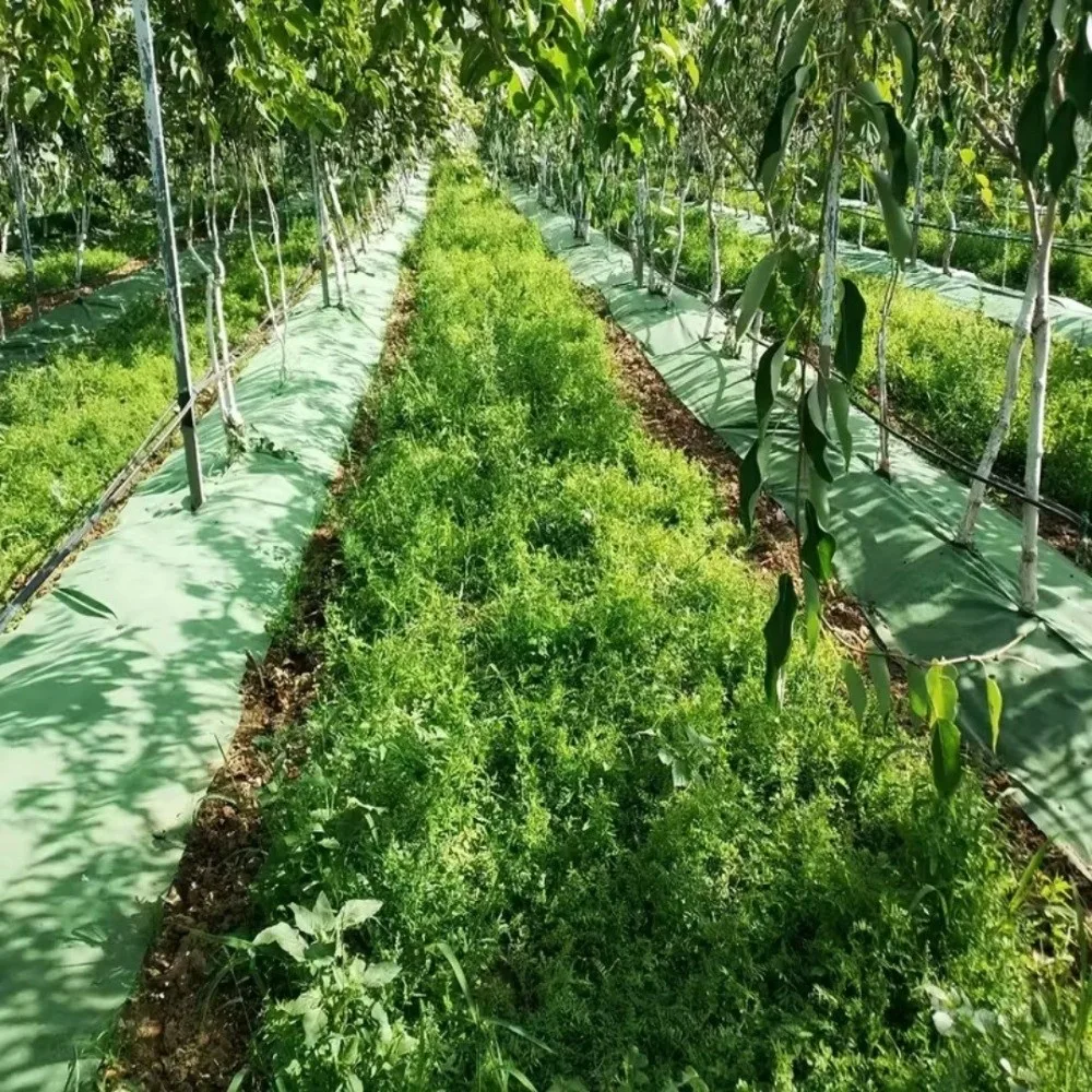 Pre-punched Holes Perforated Grass Proof Cloth Double Layer Breathable Permeable Weed Proof Cloth Biodegradable Non-woven
Pre-punched Holes Perforated Grass Proof Cloth Double Layer Breathable Permeable Weed Proof Cloth Biodegradable Non-woven
