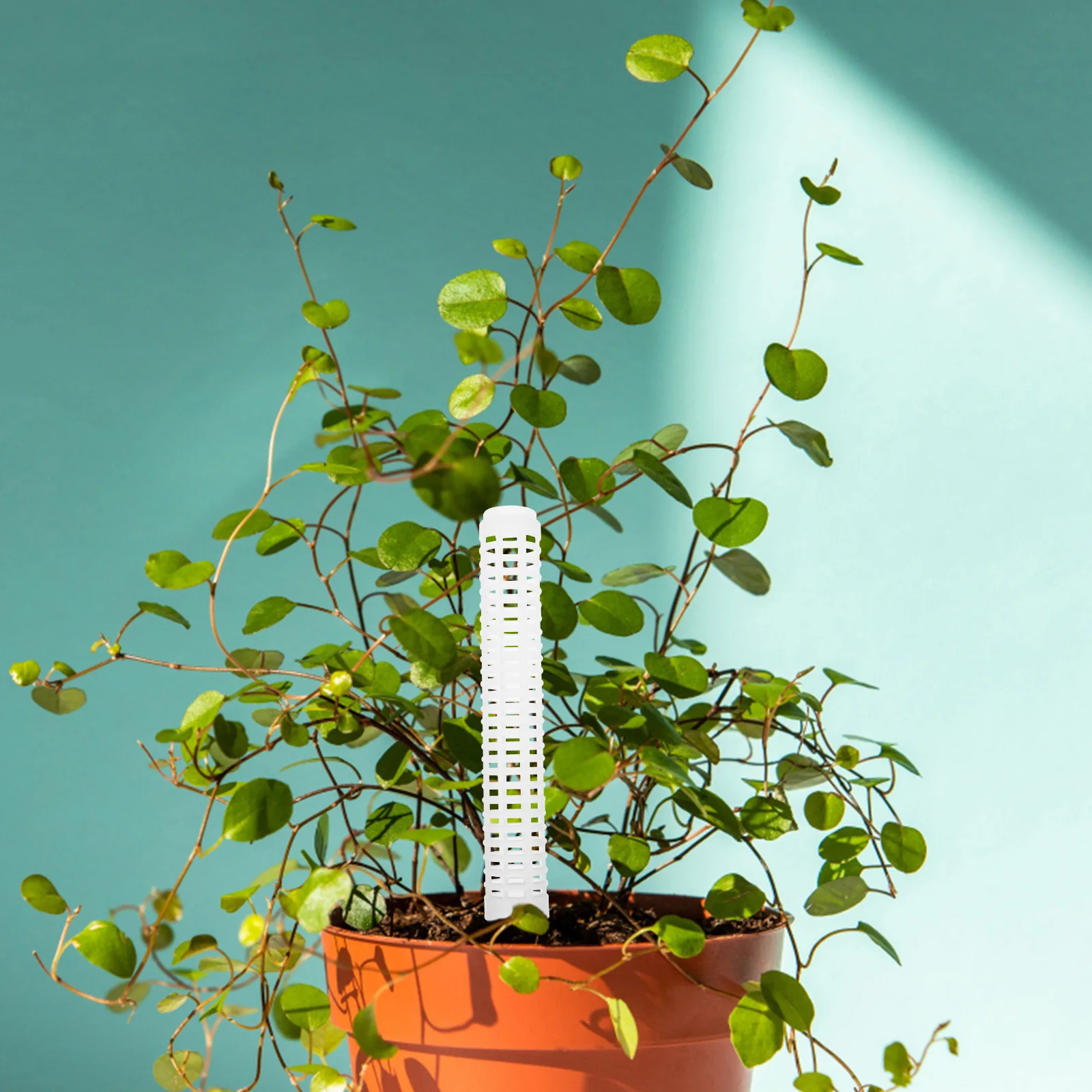 Комплект для поддержки вьющихся растений: пластиковая опора-колонна с мхом для комнатных растений, таких как монстера, с возможностью штабелирования
Комплект для поддержки вьющихся растений: пластиковая опора-колонна с мхом для комнатных растений, таких как монстера, с возможностью штабелирования