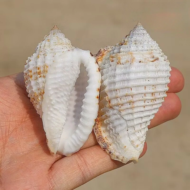 Checked Wrinkled Snail Specimen Natural Rare Conch Fish Tank Aquarium Landscaping Decoration Creative Home Collection Ornament
Checked Wrinkled Snail Specimen Natural Rare Conch Fish Tank Aquarium Landscaping Decoration Creative Home Collection Ornament