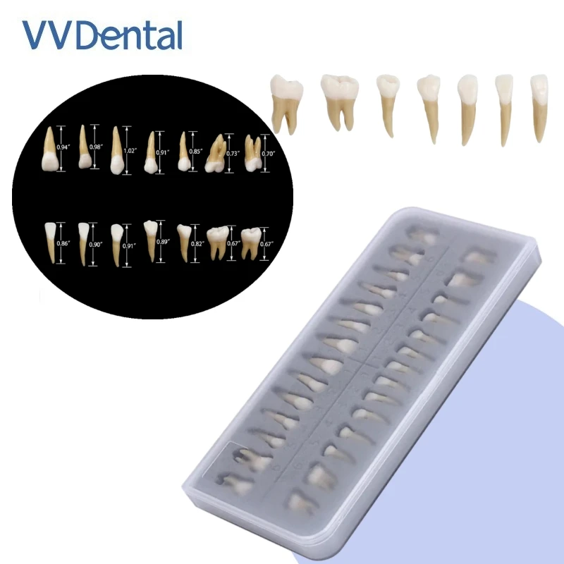 VV Dental 28pcs/Set Teeth Model 1: 1 Simulation Standard Adult Anatomical Teaching Study Tools With Box
VV Dental 28pcs/Set Teeth Model 1: 1 Simulation Standard Adult Anatomical Teaching Study Tools With Box