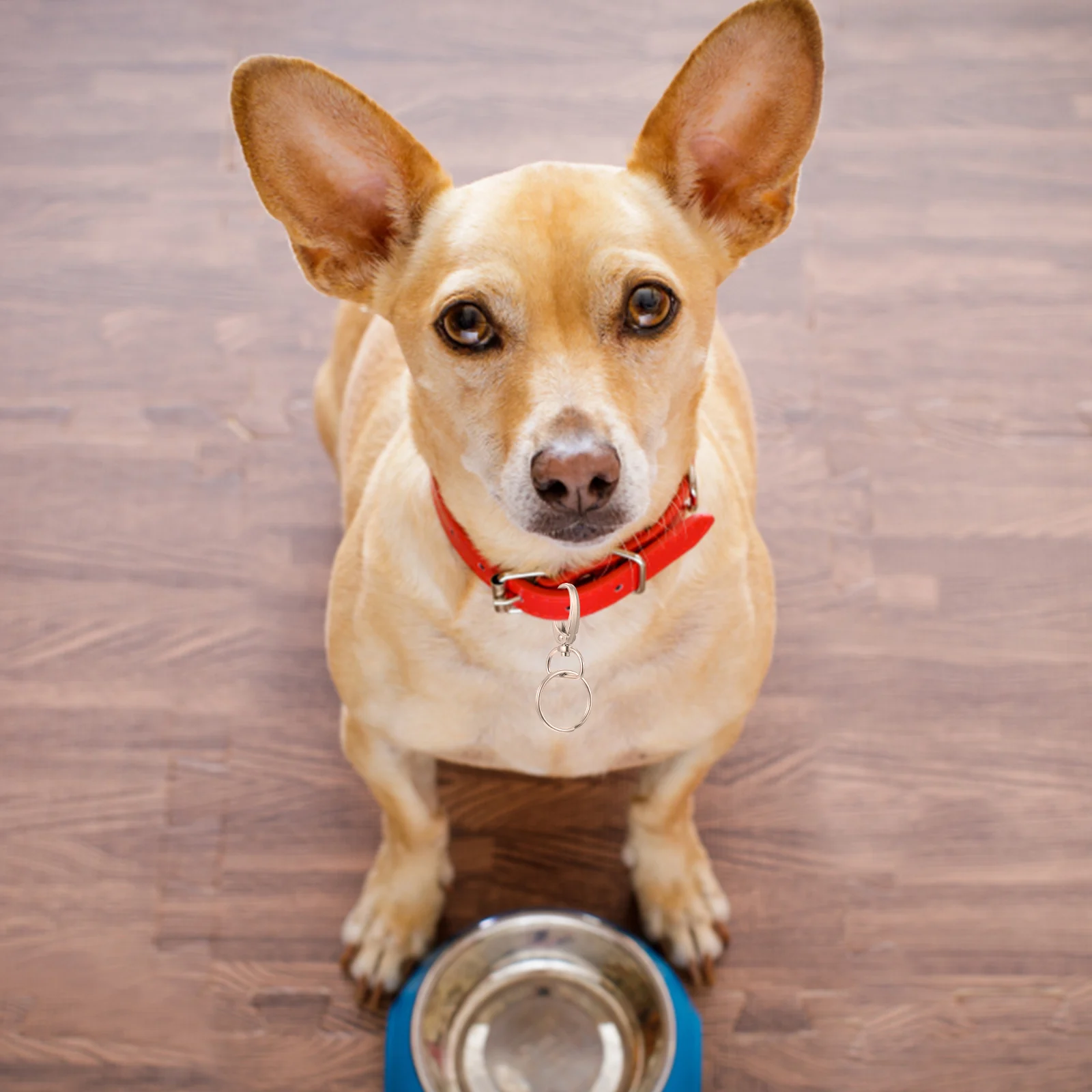 Dog Buckle Ring Set Tags Clasp Clips Collar Rings Pet Clamps Hook Connector Leash Zinc Alloy Durable Lightweight Dog Tag Clip
Dog Buckle Ring Set Tags Clasp Clips Collar Rings Pet Clamps Hook Connector Leash Zinc Alloy Durable Lightweight Dog Tag Clip