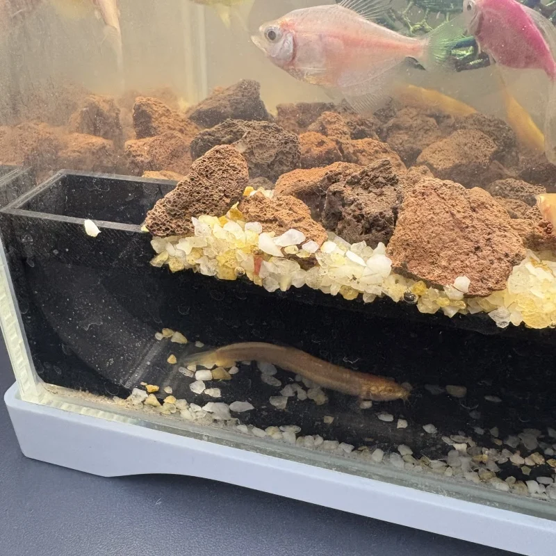Aquarium caves/aquarium shelters/recreational habitats for crawling and amphibians
Aquarium caves/aquarium shelters/recreational habitats for crawling and amphibians