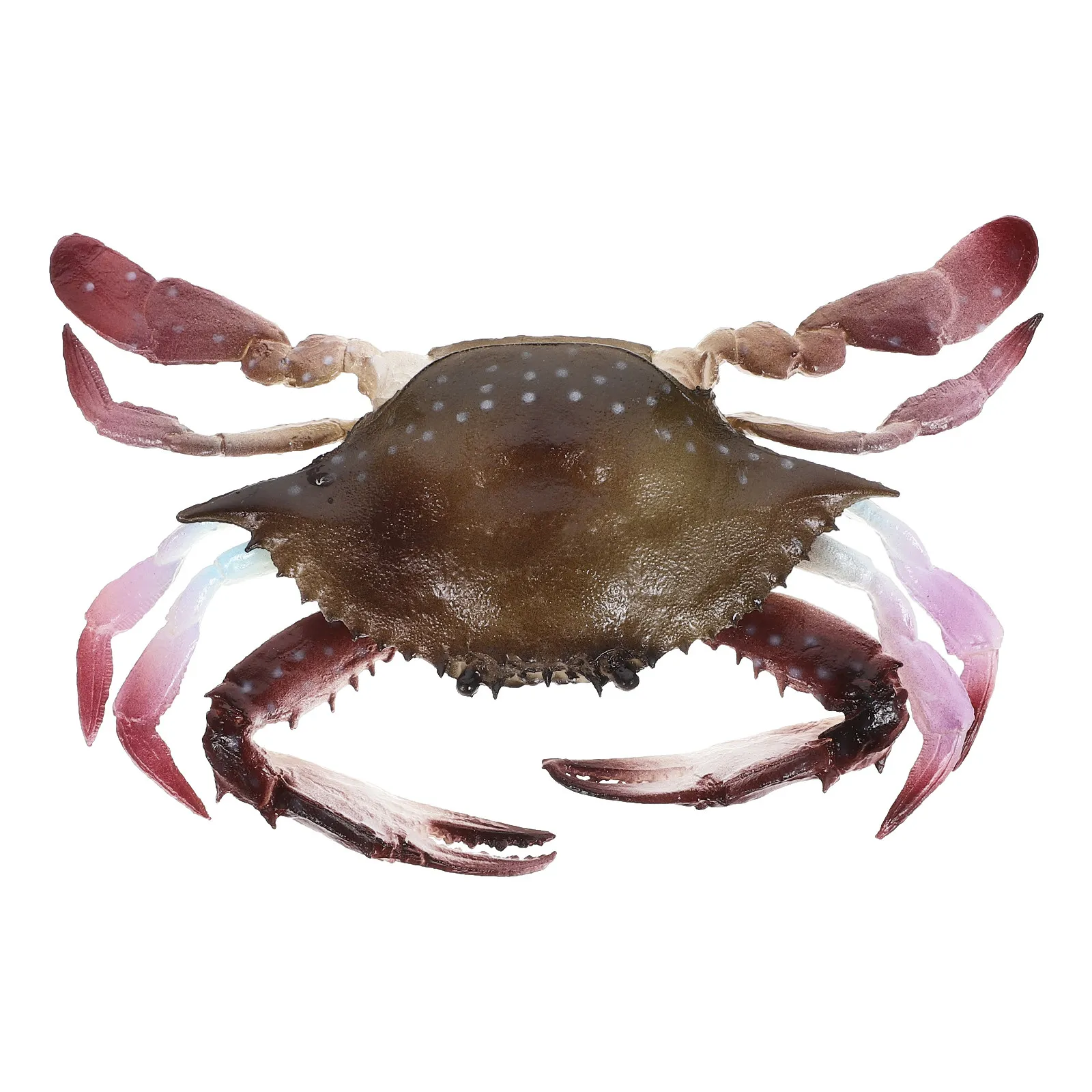 Realistic Simulation Crab Decor for Fish Tank Aquarium Home Office Sink Bathtub Pool Educational Learning Accessory Creative Sea
Realistic Simulation Crab Decor for Fish Tank Aquarium Home Office Sink Bathtub Pool Educational Learning Accessory Creative Sea
