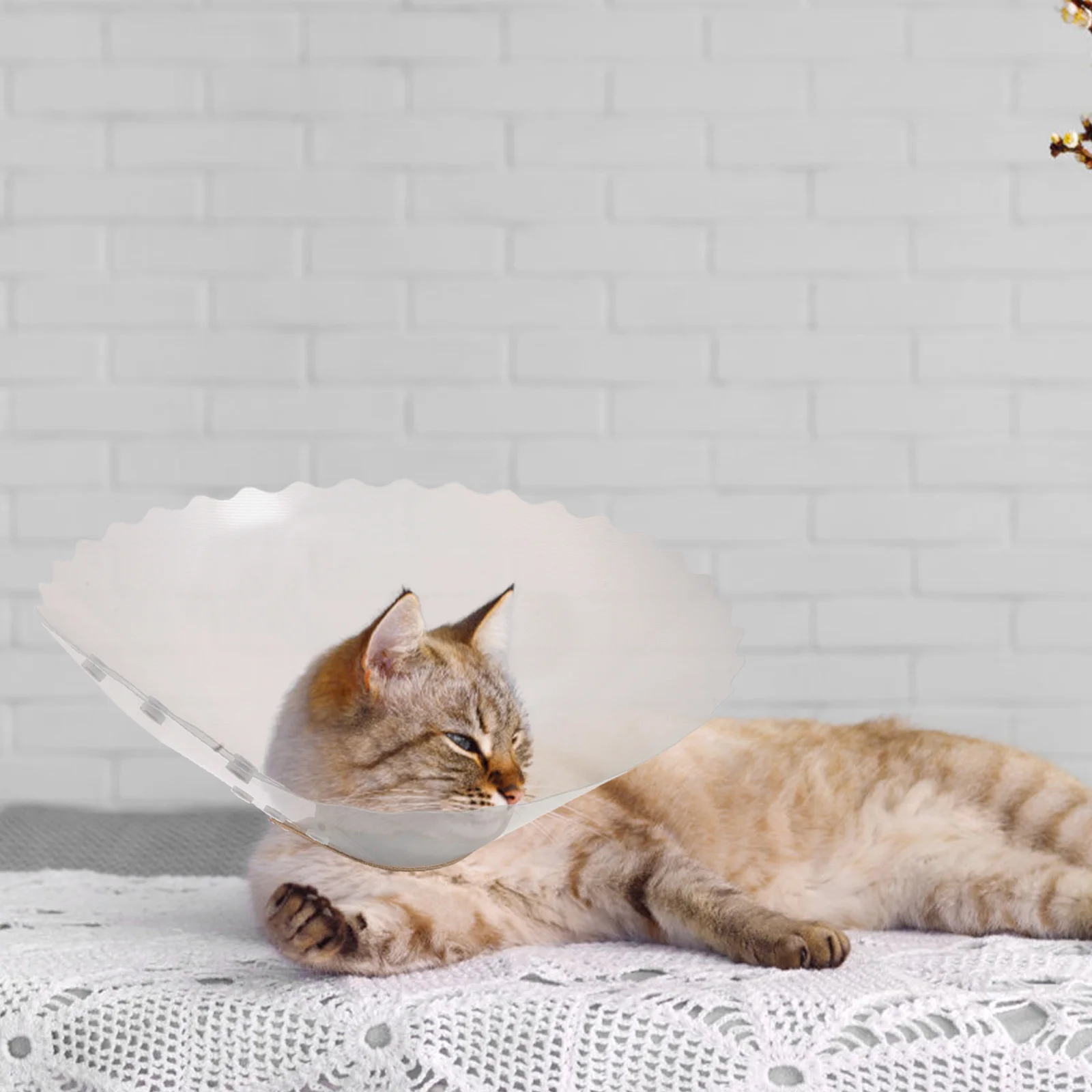 Soft Transparent Cat Cone Collar for Surgery Recovery Adjustable Protective Pet Neck Ring Postoperative Wound Care Anti-Chewing
Soft Transparent Cat Cone Collar for Surgery Recovery Adjustable Protective Pet Neck Ring Postoperative Wound Care Anti-Chewing