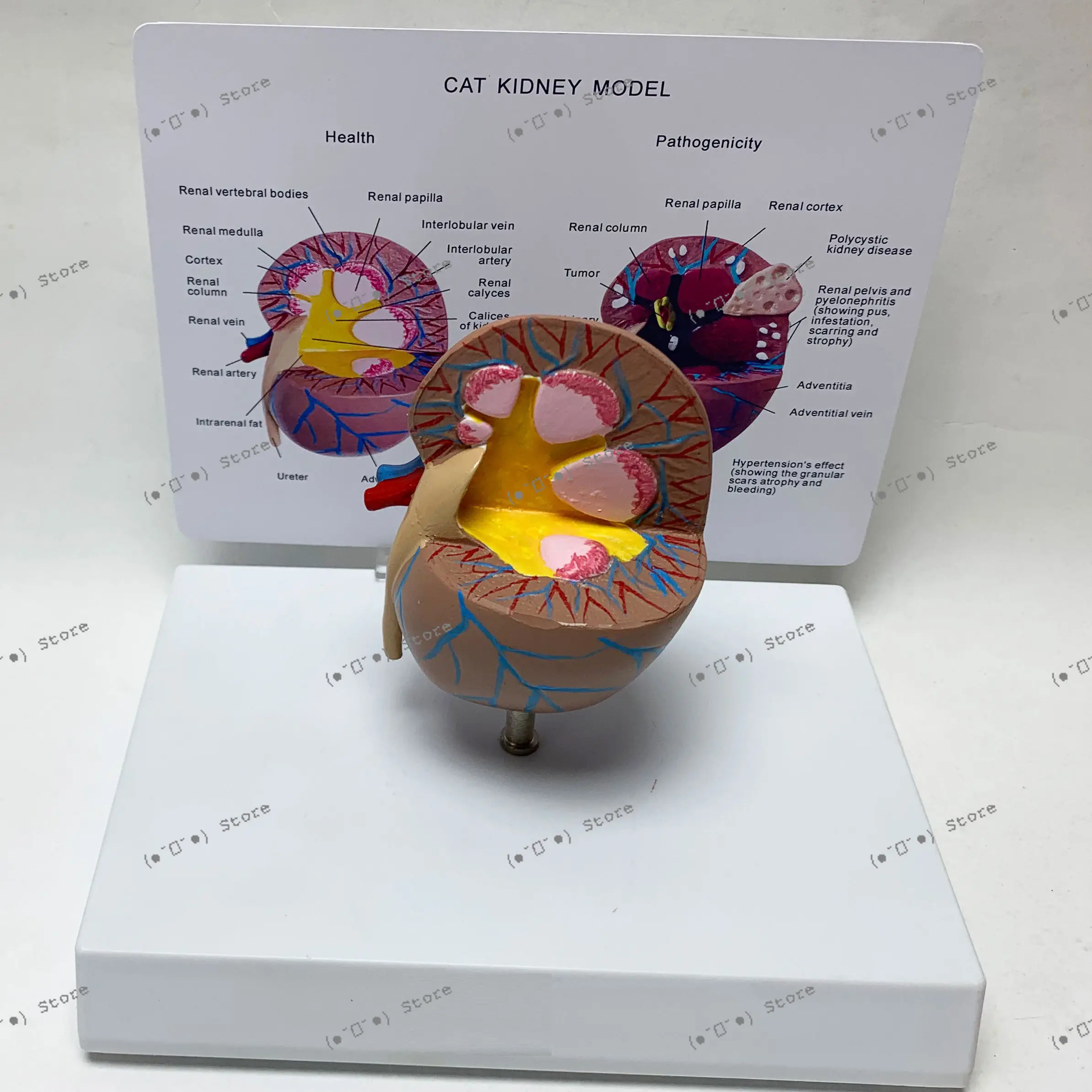 Cat Kidney Health Anatomy Model Pet Animal Kidney Anatomy Veterinary Medical Teaching Instrument
Cat Kidney Health Anatomy Model Pet Animal Kidney Anatomy Veterinary Medical Teaching Instrument