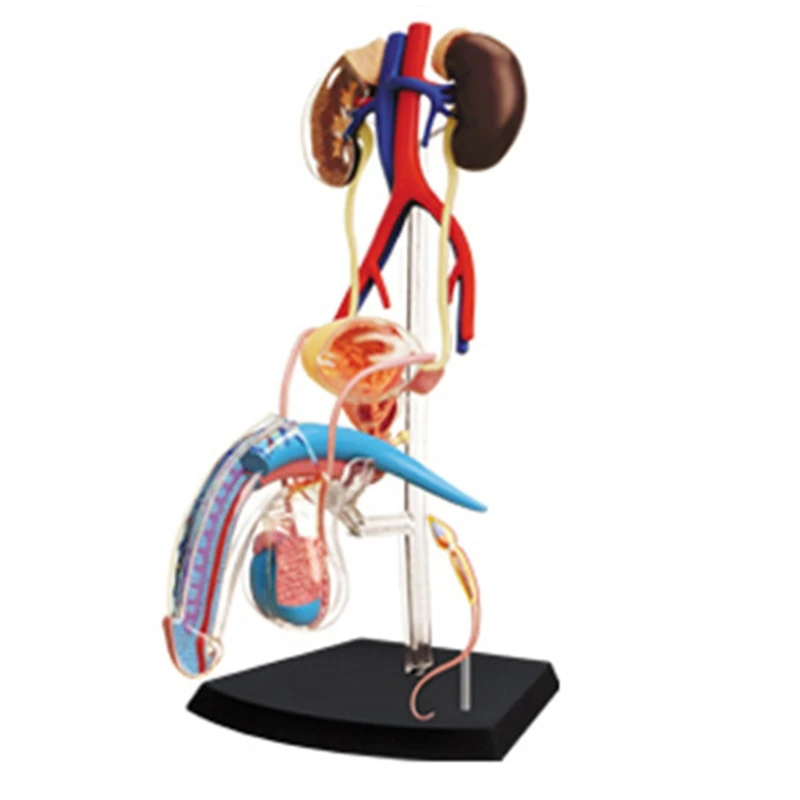 TKOH- Torso Human Body Model Education Male Reproductive System Model For Student Teaching Study Assembling Model
TKOH- Torso Human Body Model Education Male Reproductive System Model For Student Teaching Study Assembling Model