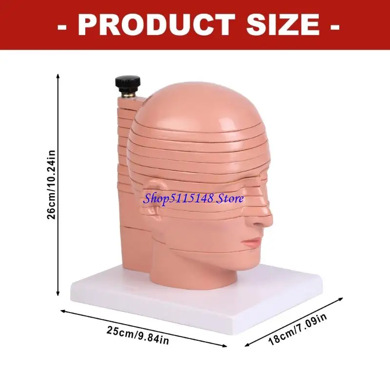 F3MA Detachable Head Neck Section Anatomy Model with Nerves Vascular Detail
F3MA Detachable Head Neck Section Anatomy Model with Nerves Vascular Detail