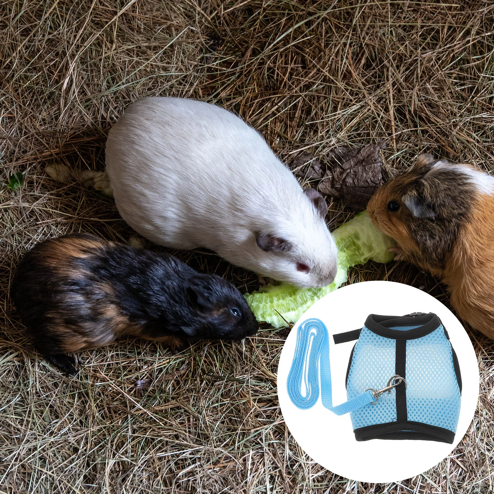 Guinea Pig Clothes Carrier Ferret Portable Rabbit Traction Rope Hamster Leash Decoration Pulling for Pet Ropes Belt
Guinea Pig Clothes Carrier Ferret Portable Rabbit Traction Rope Hamster Leash Decoration Pulling for Pet Ropes Belt