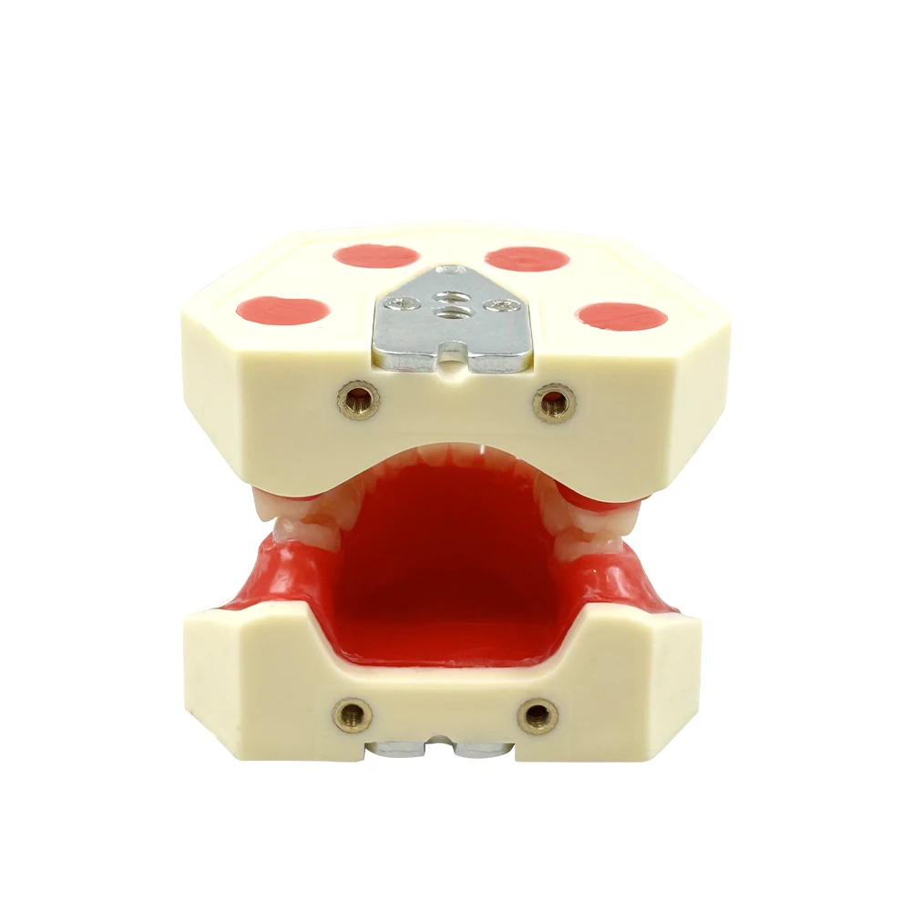 Модель для обучения ортодонтии из красного воска, инструмент для практики, учебная модель для стоматологов
Модель для обучения ортодонтии из красного воска, инструмент для практики, учебная модель для стоматологов