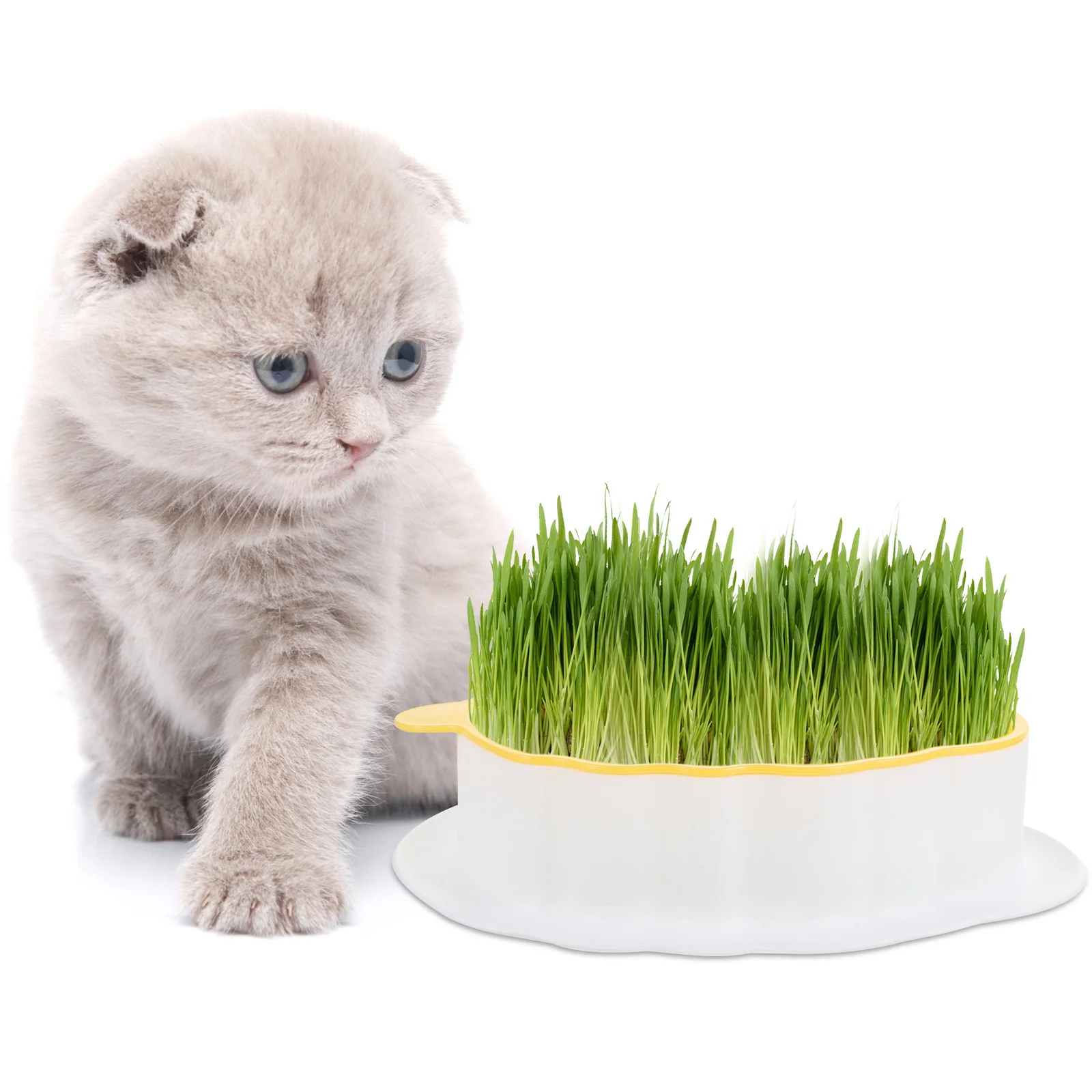 Catnip Planting Box Soilless Hydroponic Double Layer Design Convenient Cat Grass Planter Household Cat Plant Box
Catnip Planting Box Soilless Hydroponic Double Layer Design Convenient Cat Grass Planter Household Cat Plant Box