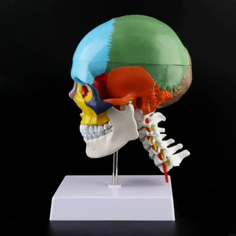 Human Anatomy Skeleton Anatomical Model with Colored Bones Cervical Vertebra Drop Shipping
Human Anatomy Skeleton Anatomical Model with Colored Bones Cervical Vertebra Drop Shipping