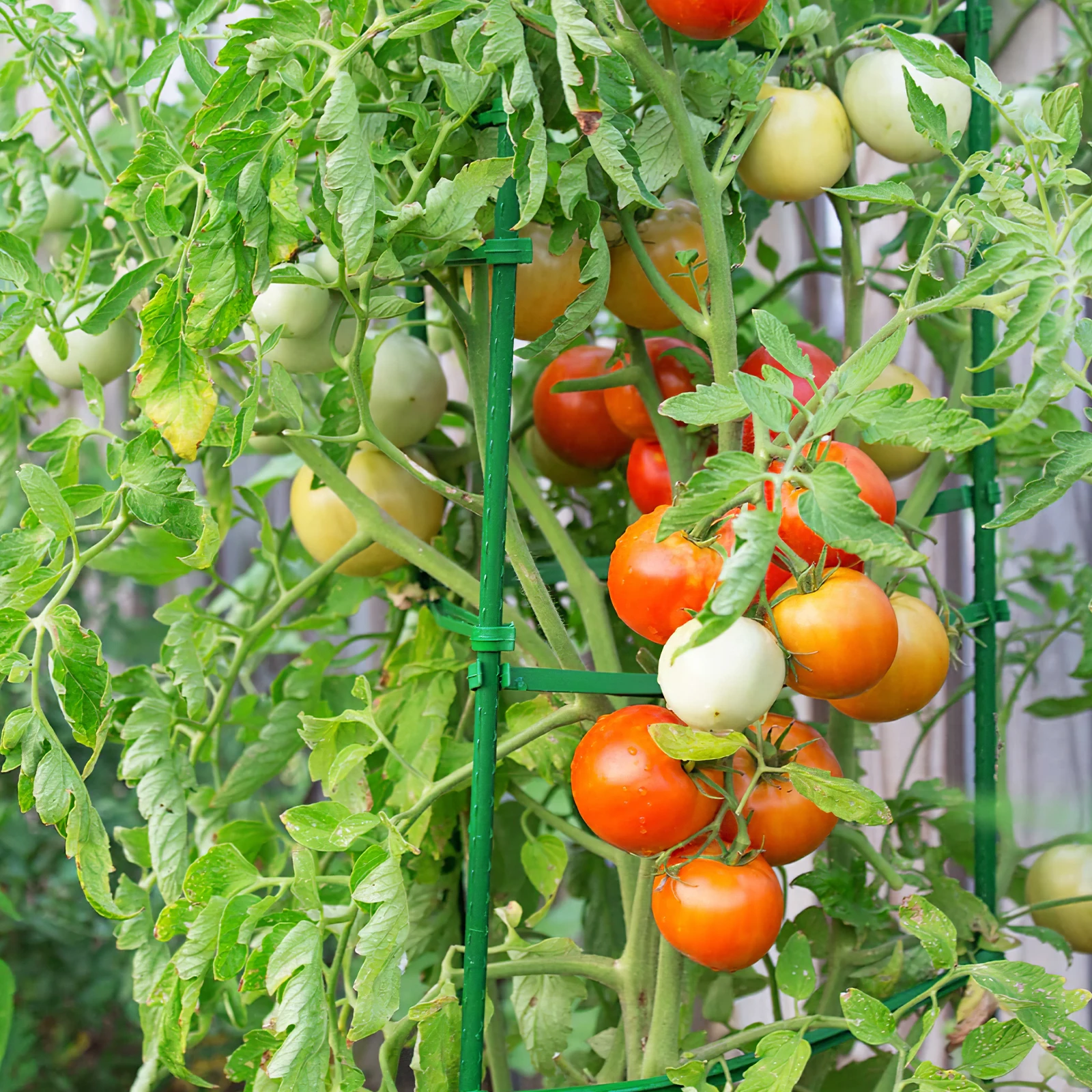 Plastic Connecting Parts for Tomato Cages Plant Stands Garden Trellis Lightweight Reusable Wear Resistant Cucumber Support Rods
Plastic Connecting Parts for Tomato Cages Plant Stands Garden Trellis Lightweight Reusable Wear Resistant Cucumber Support Rods