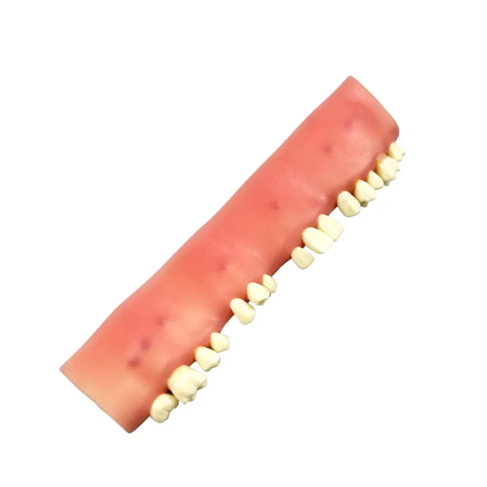 Dental Training Model Root Abscess Excision Practice Model Apicoectomy Exam Models For Teaching Dentist Patient Education Demo
Dental Training Model Root Abscess Excision Practice Model Apicoectomy Exam Models For Teaching Dentist Patient Education Demo